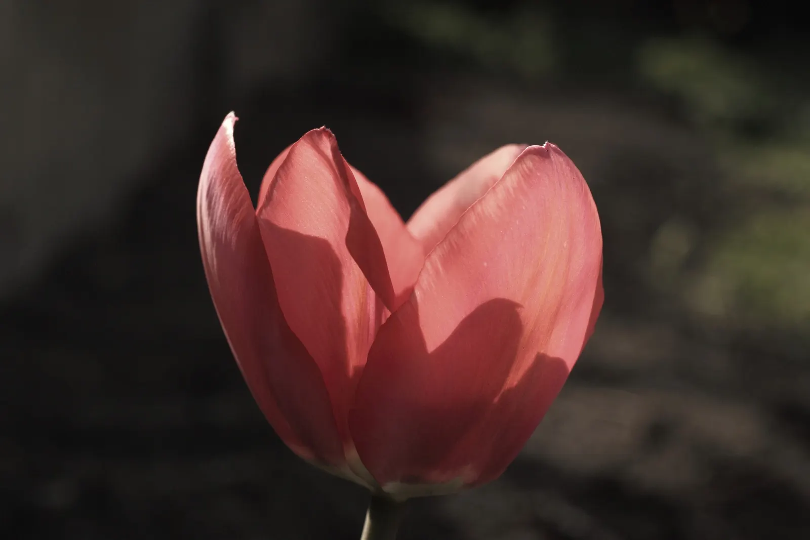 Garden Tulip (Tulipa Hybrids) — bulb with multi-colored and pink blooms; making them a true centerpiece in garden compositions