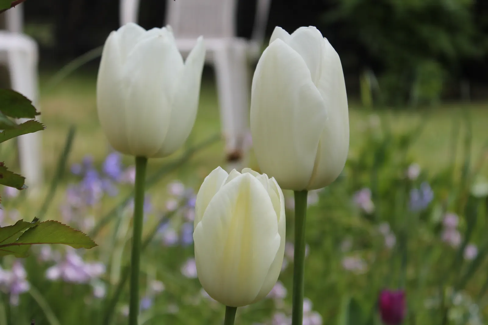 Garden Tulip (Tulipa Hybrids) — A treasure in any landscape design; multi-colored and pink flowers in the garden