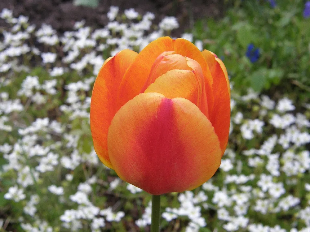 Garden Tulip (Tulipa Hybrids) — dependent on the variety and growing conditions; the blooms can measure up to 6 inches in diameter when fully open, image 88