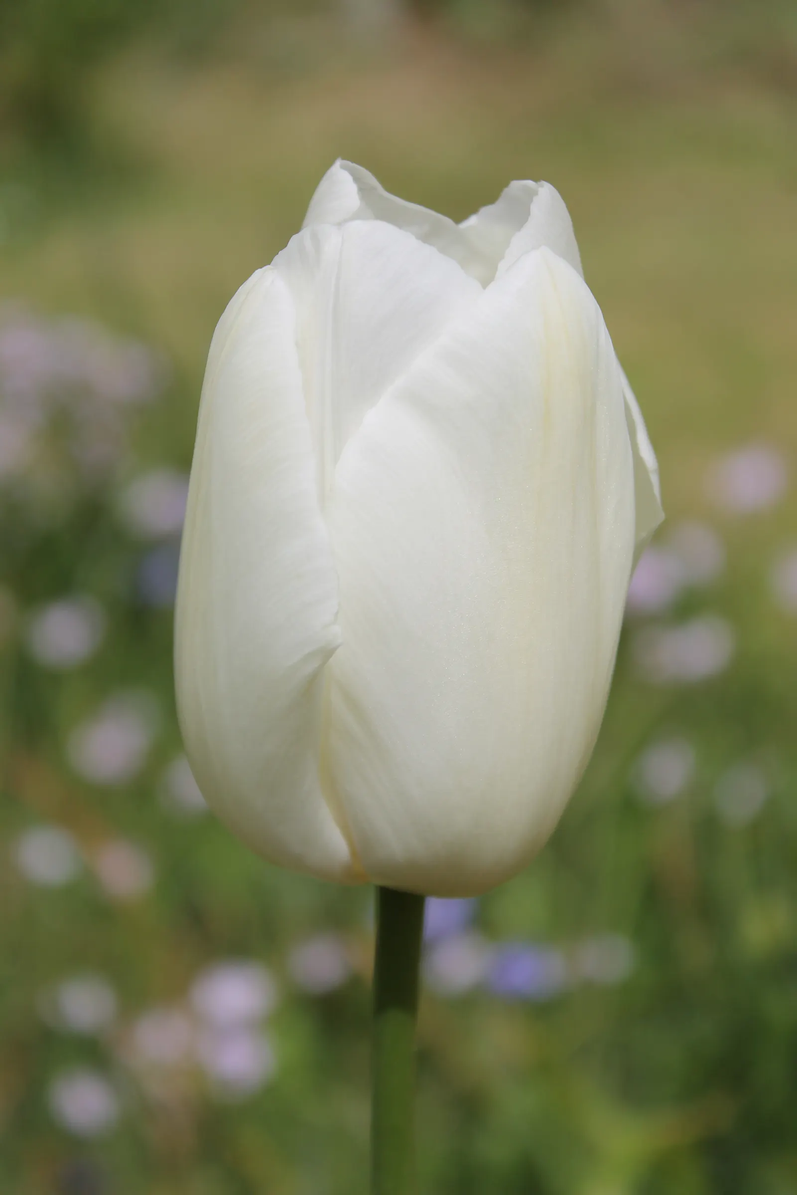 Garden Tulip (Tulipa Hybrids) — Hardiness zones vary per variety, typically 3-8; garden tulips typically reach a height of 10 to 28 inches, image 101