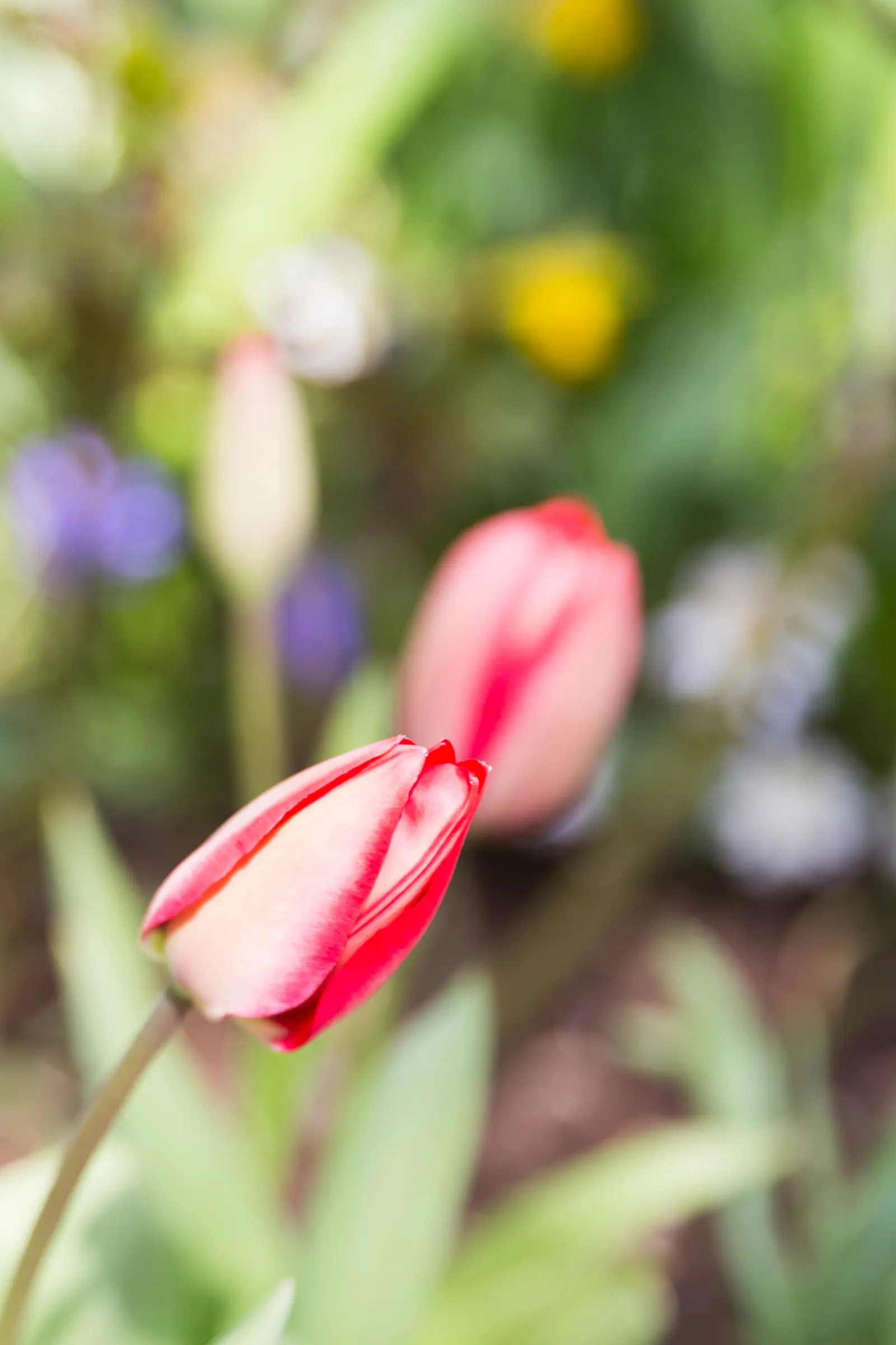 Garden Tulip (Tulipa Hybrids) — landscape designs should account for the post-bloom period; roughly 4 to 6 inches deep and 3 to 6 inches apart, image 92