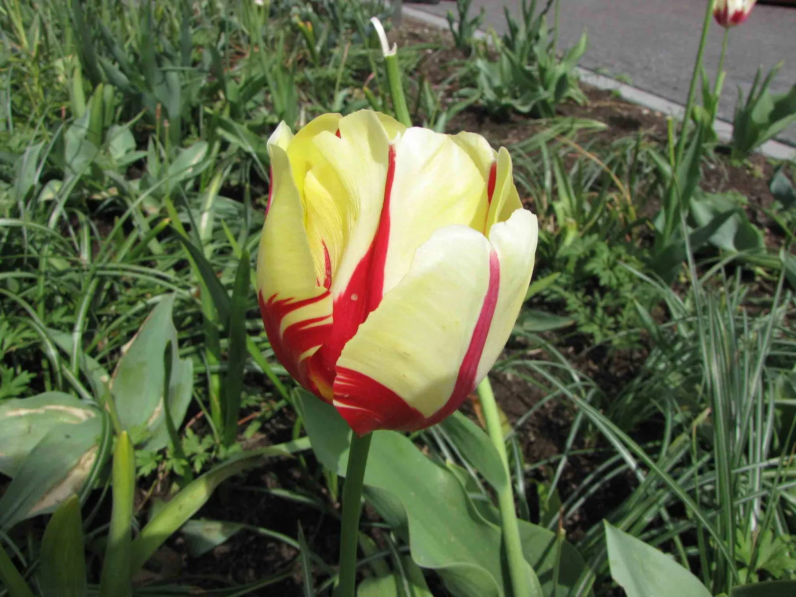 Garden Tulip (Tulipa Hybrids) — to secure a dazzling spring performance; these spring perennials prefer well-drained soil and full to partial sun, image 114