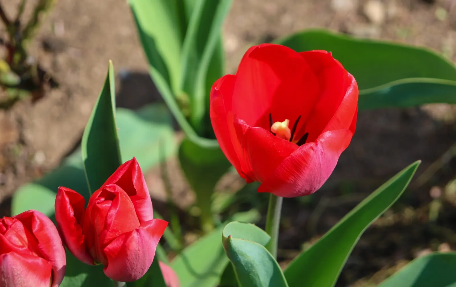 Garden Tulip (Tulipa Hybrids) — which span a vivid spectrum from single; reaching 6-24 inches in height, image 83