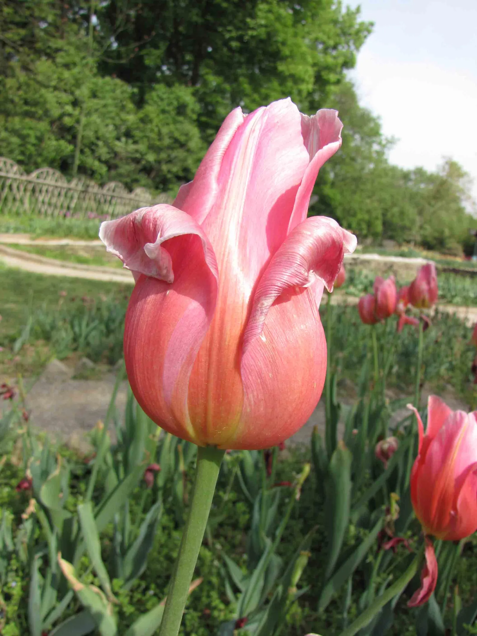 Garden Tulip (Tulipa Hybrids) — bulb for full; incorporating complementary plants that can sustain visual interest as tulip foliage retreats, image 120