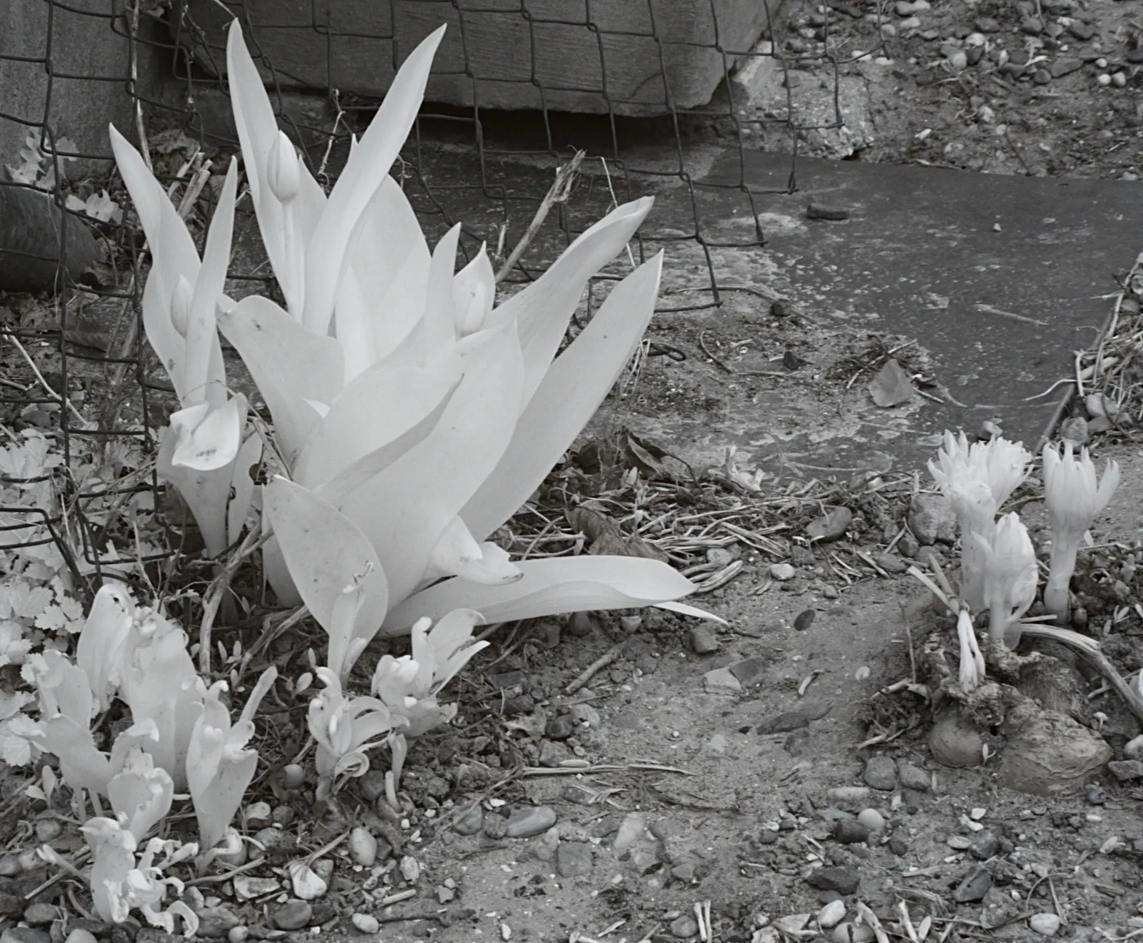 Garden Tulip (Tulipa Hybrids) — Plant in autumn for a vibrant spring display
