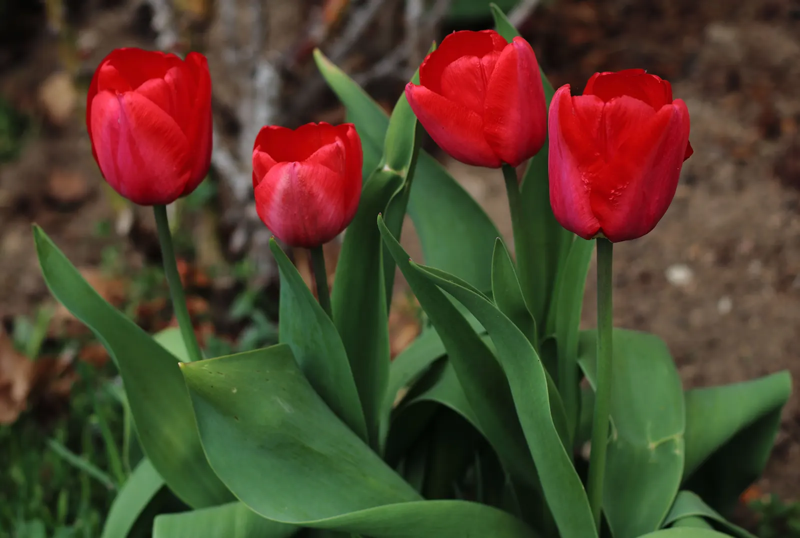 Garden Tulip (Tulipa Hybrids) — These spring perennials prefer well-drained soil and full to partial sun exposure; to secure a dazzling spring, image 75
