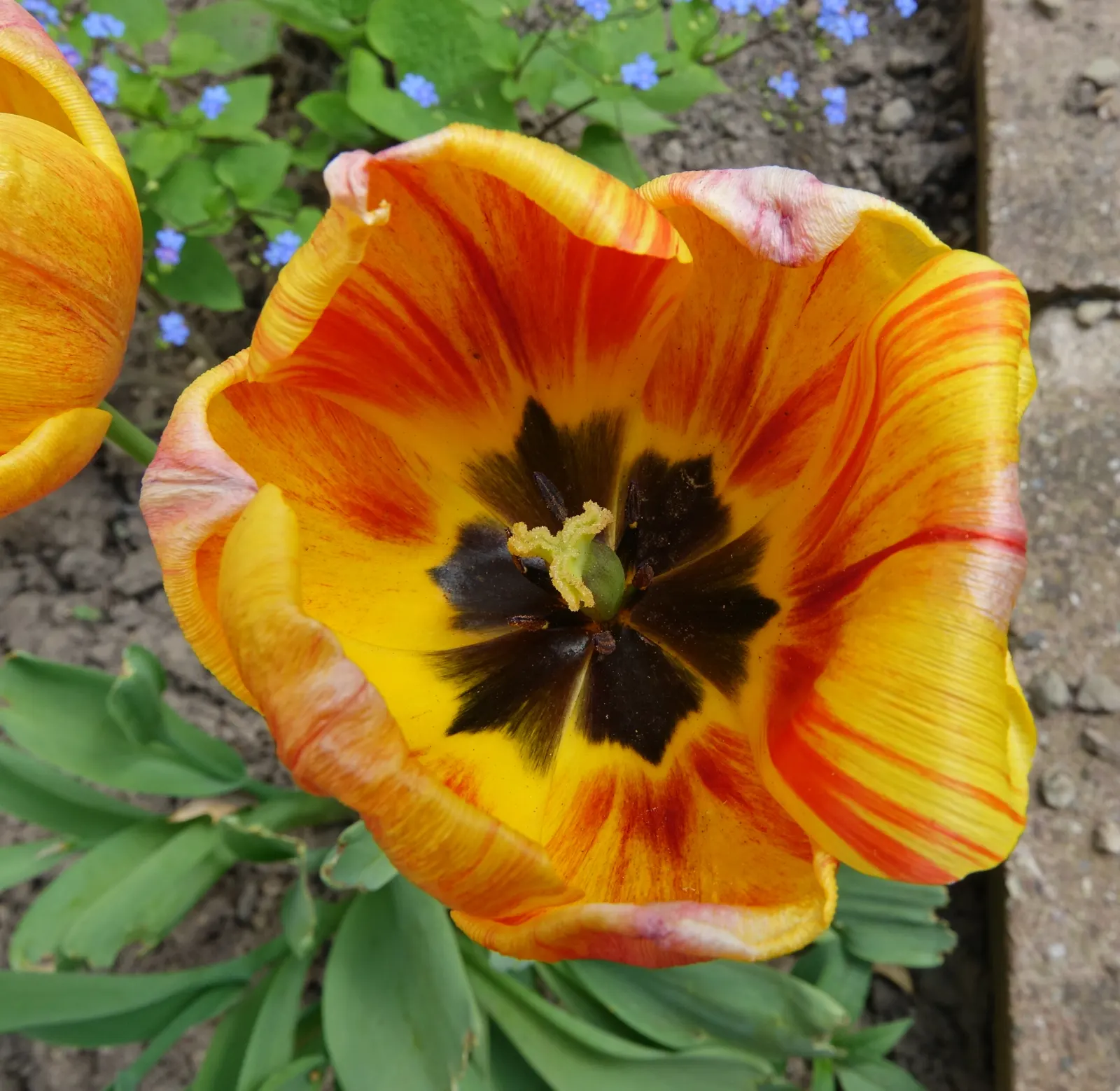 Garden Tulip (Tulipa Hybrids) — These spring perennials prefer well-drained soil and full to partial sun exposure; to secure a dazzling spring, image 51
