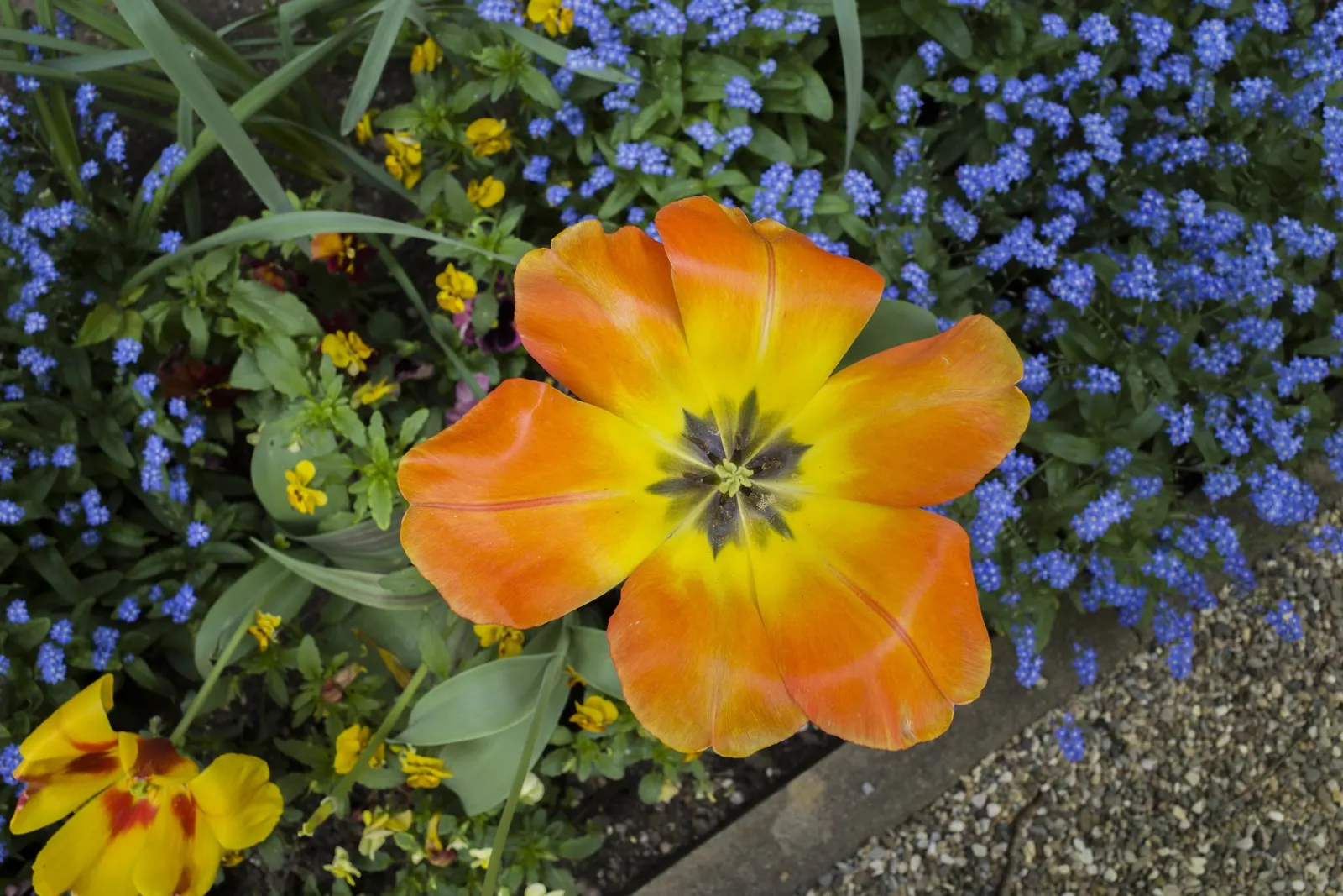 Garden Tulip (Tulipa Hybrids) — with their size varying according to the specific hybrid chosen