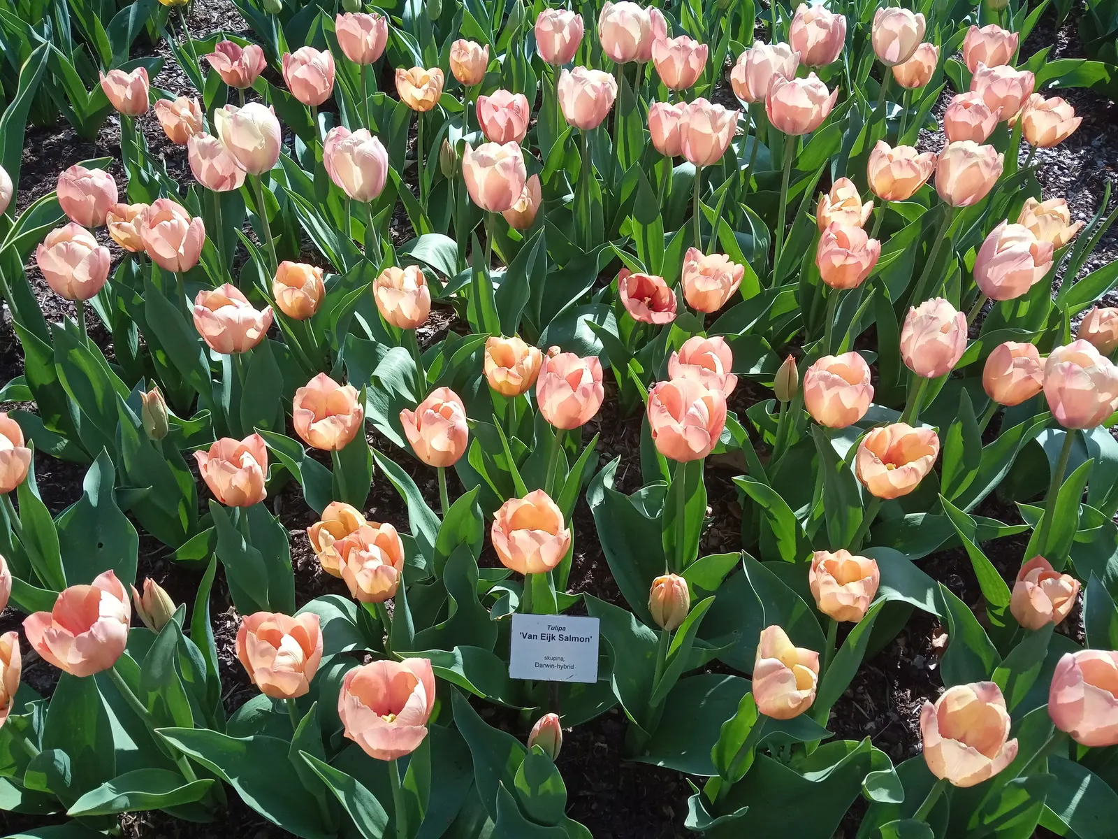 Garden Tulip (Tulipa Hybrids) — to secure a dazzling spring performance; these spring perennials prefer well-drained soil and full to partial sun exposure