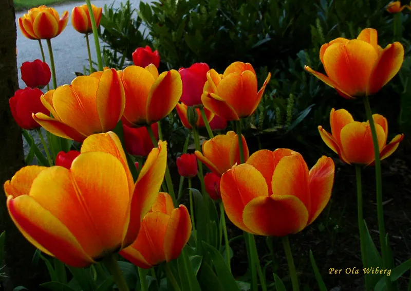 Garden Tulip (Tulipa Hybrids) — dependent on the variety and growing conditions; the blooms can measure up to 6 inches in diameter when fully open, image 64