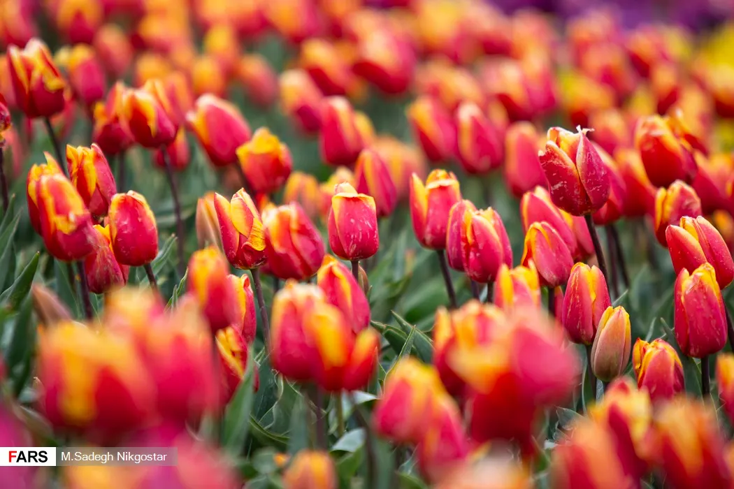 Garden Tulip (Tulipa Hybrids) — clear hues to multi-color blends and patterns; with their size varying according to the specific hybrid chosen, image 60