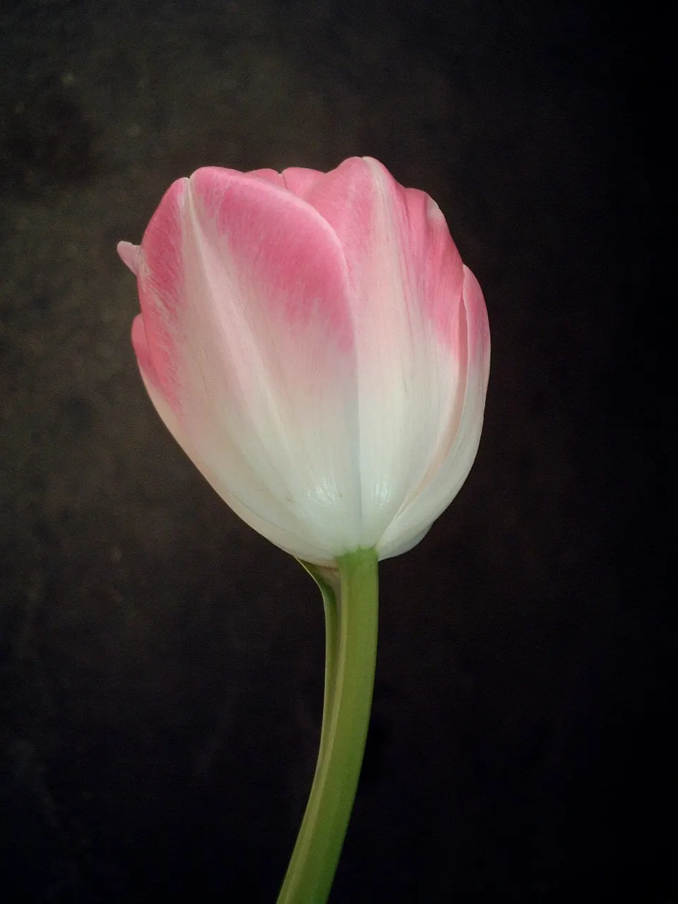 Garden Tulip (Tulipa Hybrids) — incorporating complementary plants that can sustain visual interest as tulip foliage retreats; bulb for full