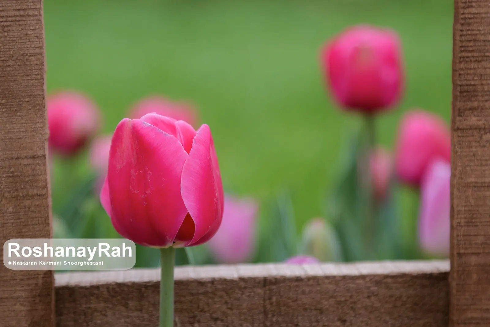 Garden Tulip (Tulipa Hybrids) — which span a vivid spectrum from single; reaching 6-24 inches in height, image 59
