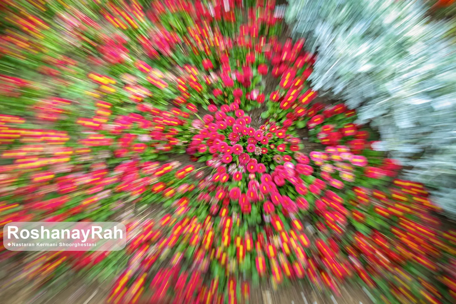 Garden Tulip (Tulipa Hybrids) — A treasure in any landscape design; multi-colored and pink flowers in the garden, image 55