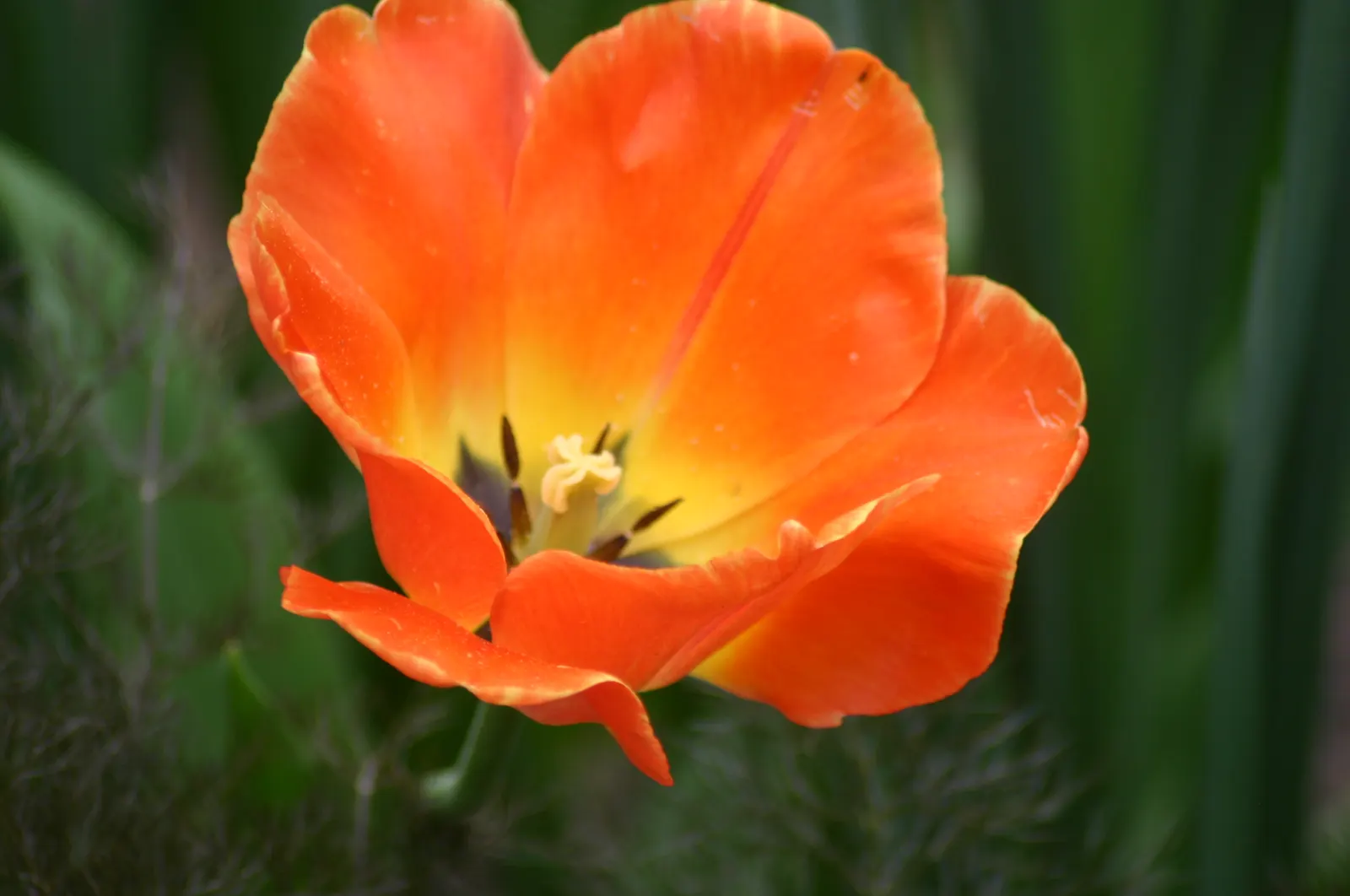 Garden Tulip (Tulipa Hybrids) — Blooming typically occurs from early to late spring