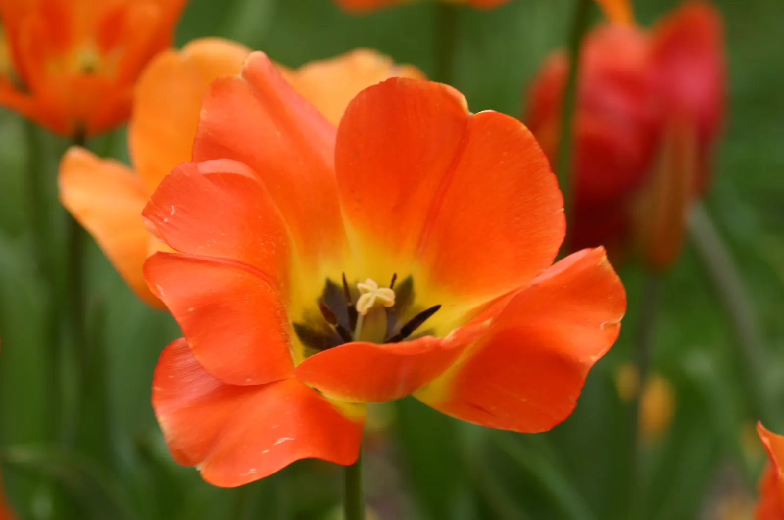 Garden Tulip (Tulipa Hybrids) — clear hues to multi-color blends and patterns; with their size varying according to the specific hybrid chosen
