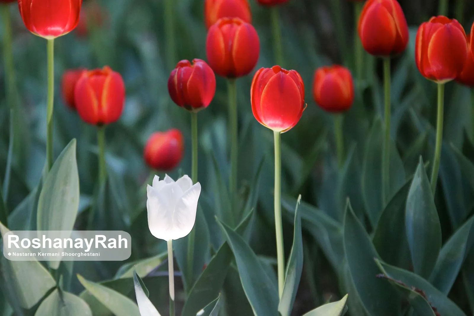 Garden Tulip (Tulipa Hybrids) — incorporating complementary plants that can sustain visual interest as tulip foliage retreats; bulb for full, image 93