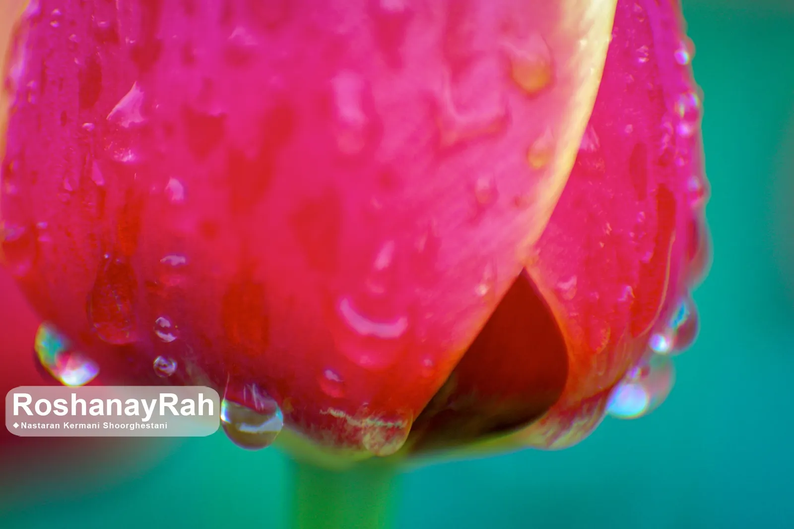 Garden Tulip (Tulipa Hybrids) — to secure a dazzling spring performance