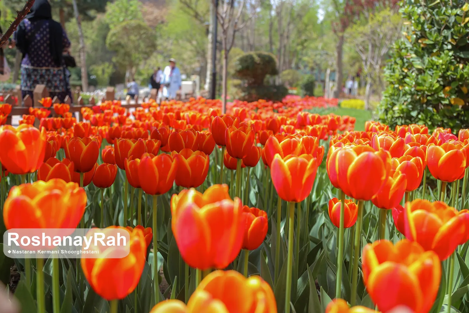 Garden Tulip (Tulipa Hybrids) — sometimes fringed flowers; garden Tulips are excellent for mass plantings, borders, or as a striking focal point, image 82