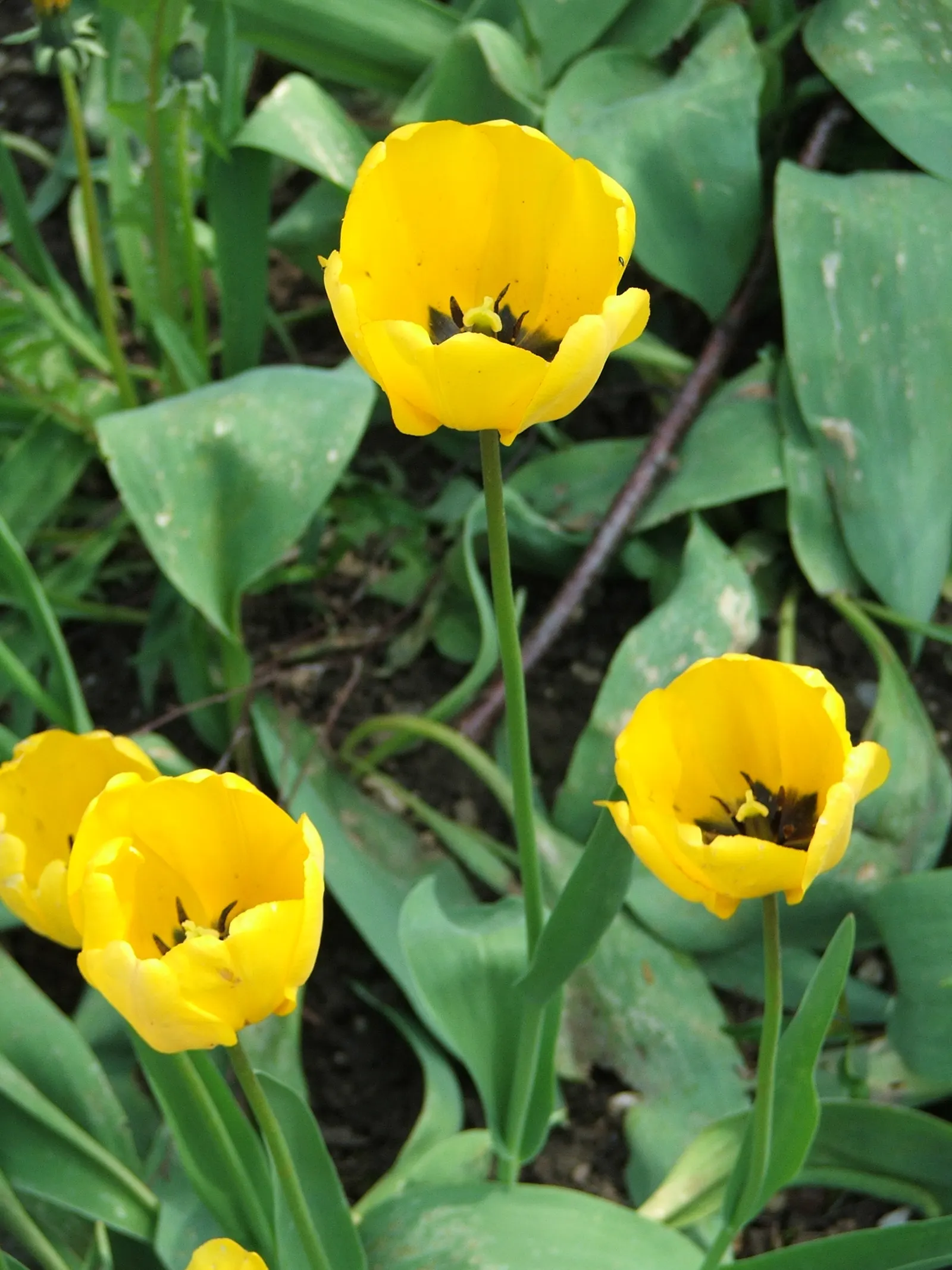 Garden Tulip (Tulipa Hybrids) — cup-shaped blooms atop sturdy stems; plant in autumn for a vibrant spring display