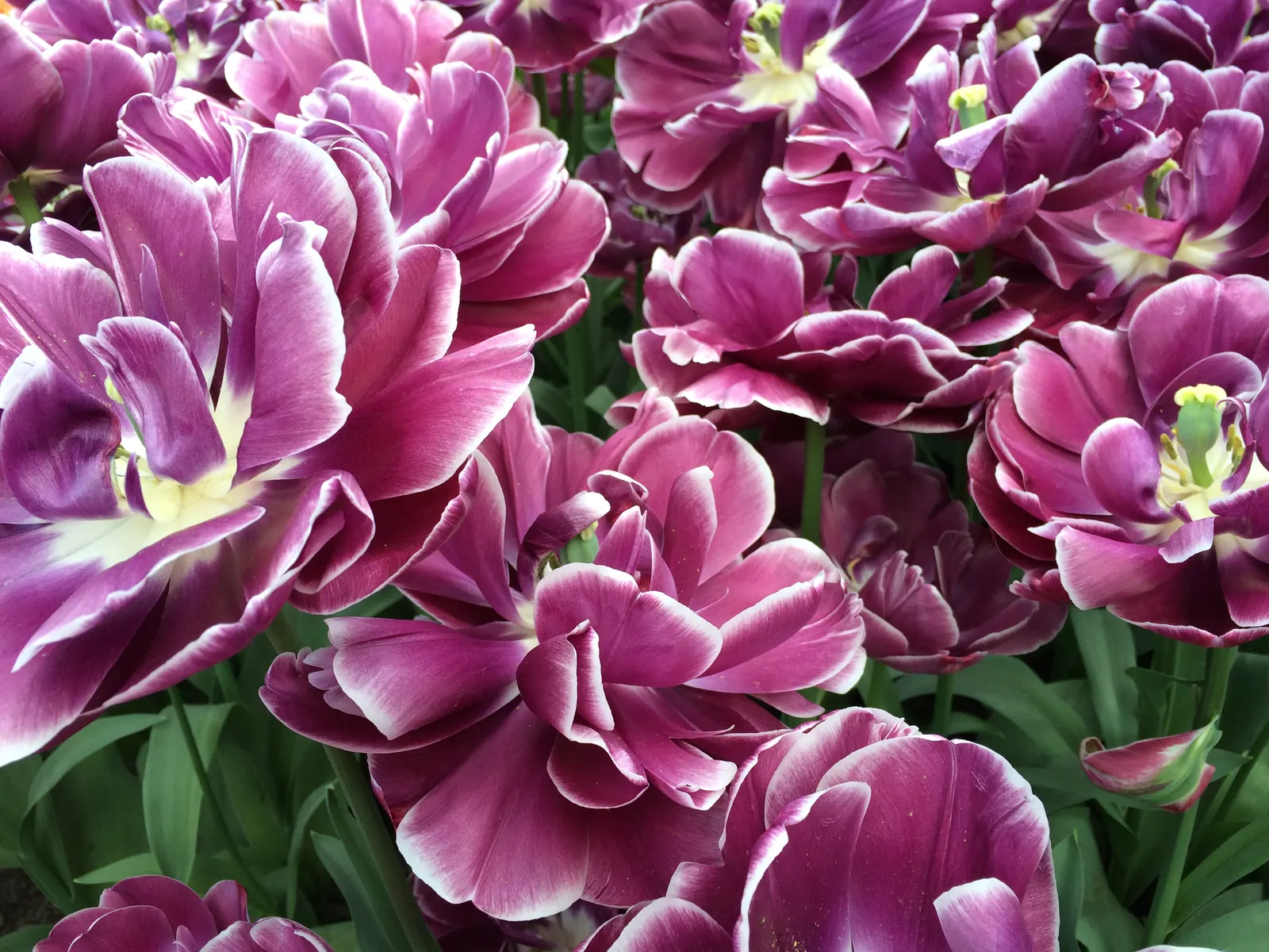 Garden Tulip (Tulipa Hybrids) — sometimes fringed flowers