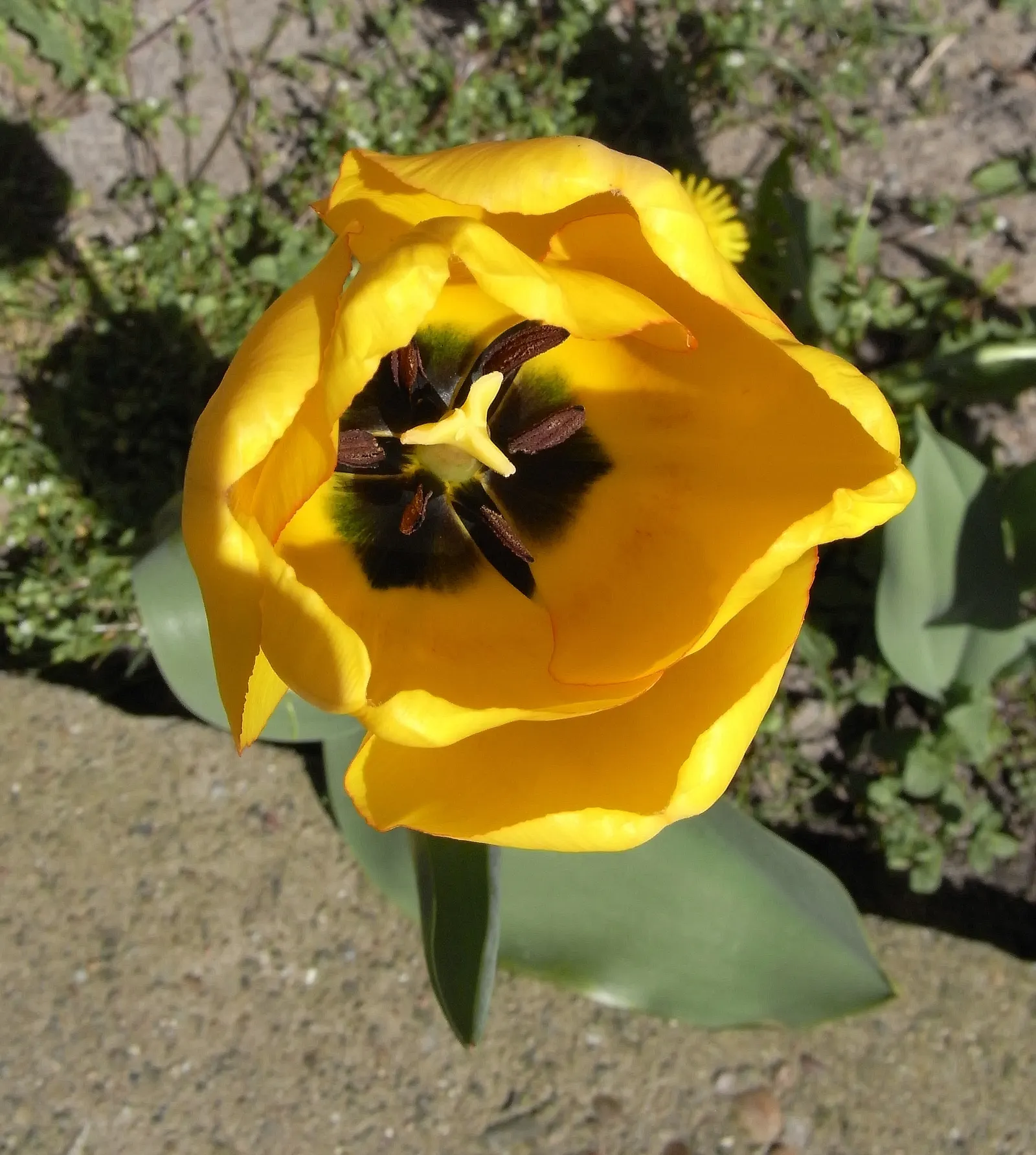 Garden Tulip (Tulipa Hybrids) — which span a vivid spectrum from single; reaching 6-24 inches in height, image 131