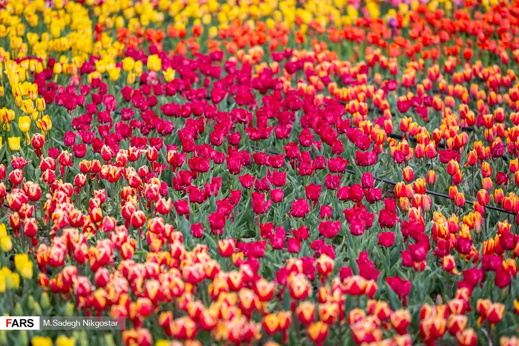 Garden Tulip (Tulipa Hybrids) — Hardiness zones vary per variety, typically 3-8; garden tulips typically reach a height of 10 to 28 inches, image 77