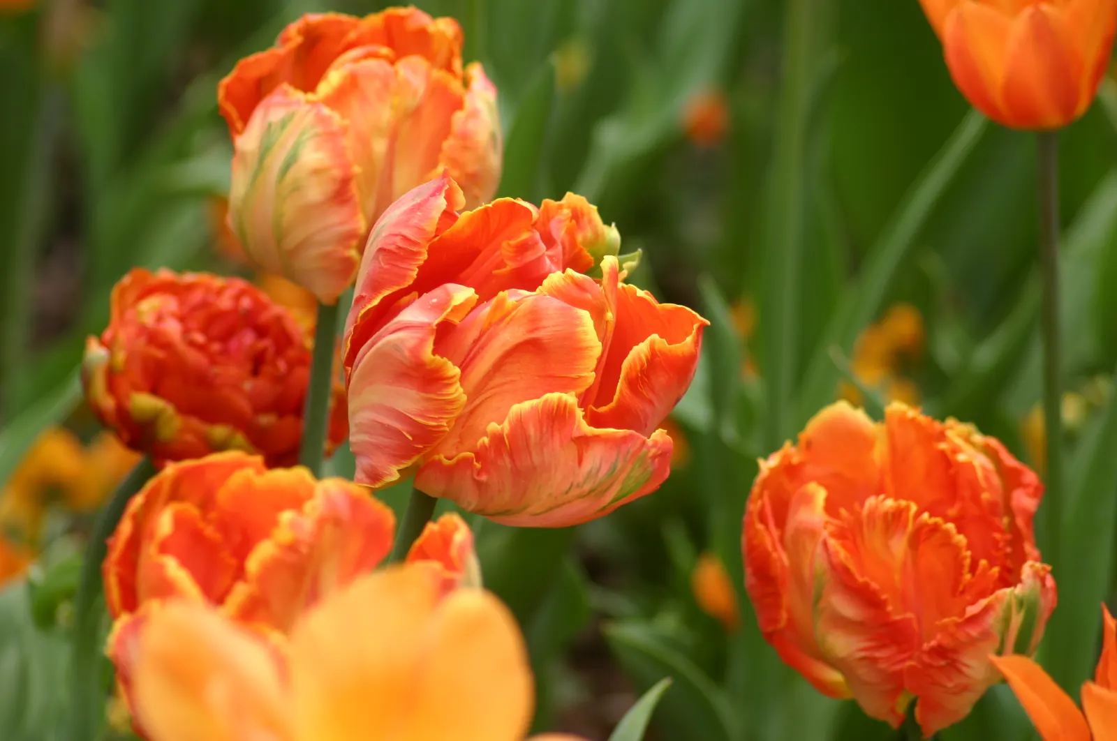 Garden Tulip (Tulipa Hybrids) — which span a vivid spectrum from single; reaching 6-24 inches in height, image 107