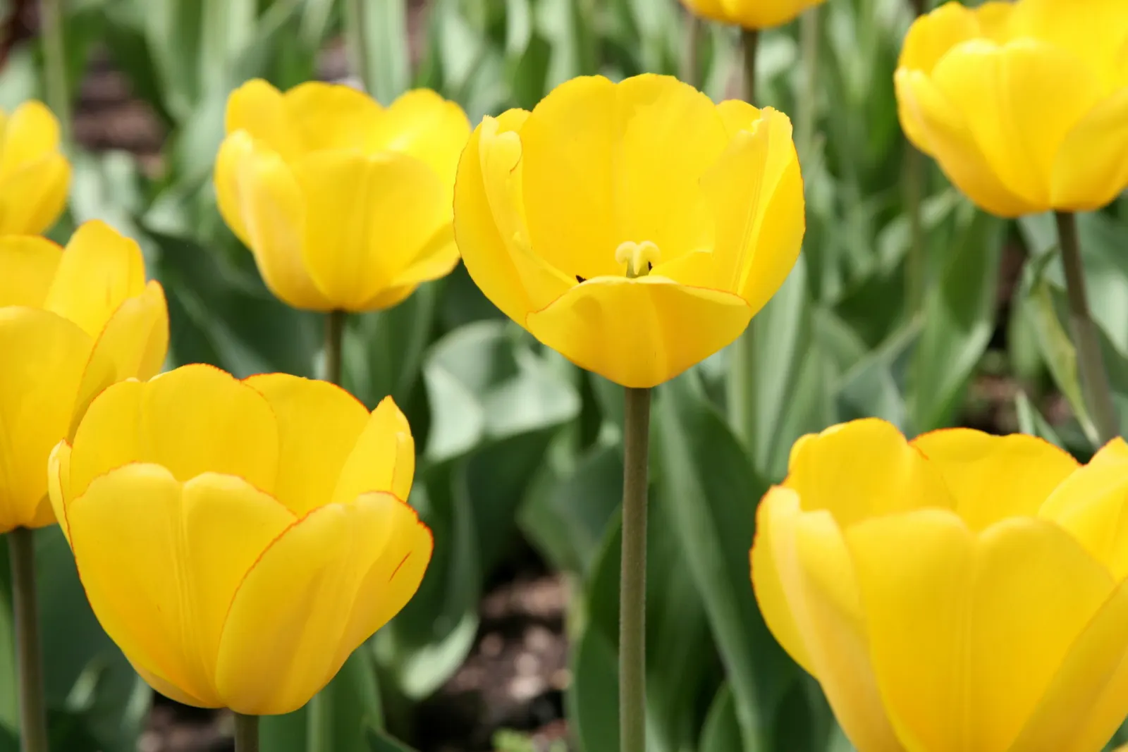 Garden Tulip (Tulipa Hybrids) — they add a burst of color and can be coordinated for thematic designs; blooming typically occurs from early to late, image 102