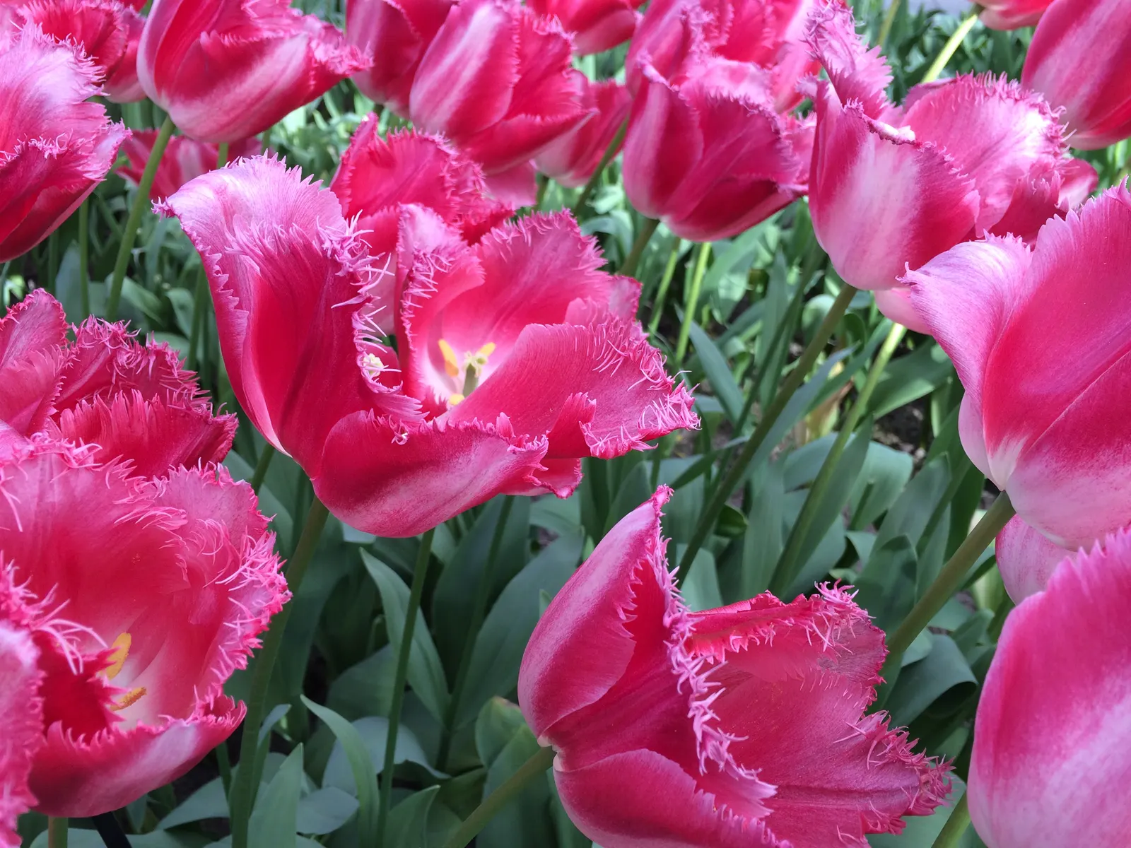 Garden Tulip (Tulipa Hybrids) — with their size varying according to the specific hybrid chosen; clear hues to multi-color blends and patterns, image 57