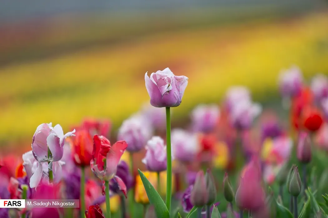 Garden Tulip (Tulipa Hybrids) — The blooms can measure up to 6 inches in diameter when fully open; dependent on the variety and growing conditions