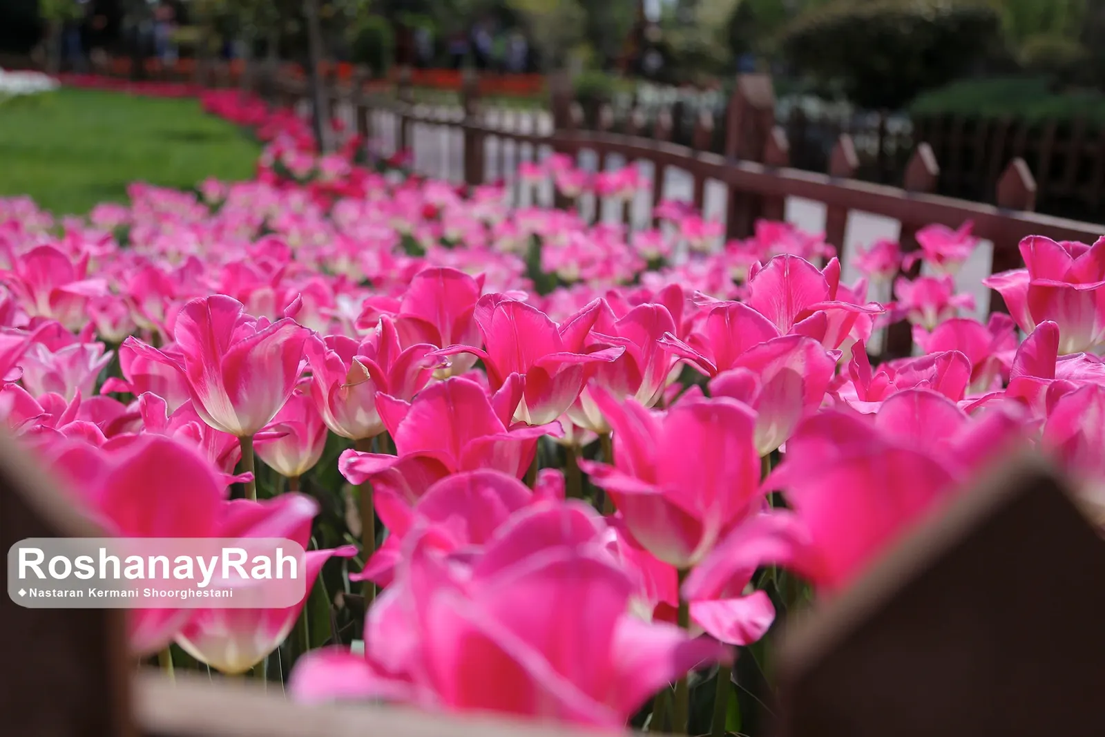 Garden Tulip (Tulipa Hybrids) — to secure a dazzling spring performance; these spring perennials prefer well-drained soil and full to partial sun, image 138