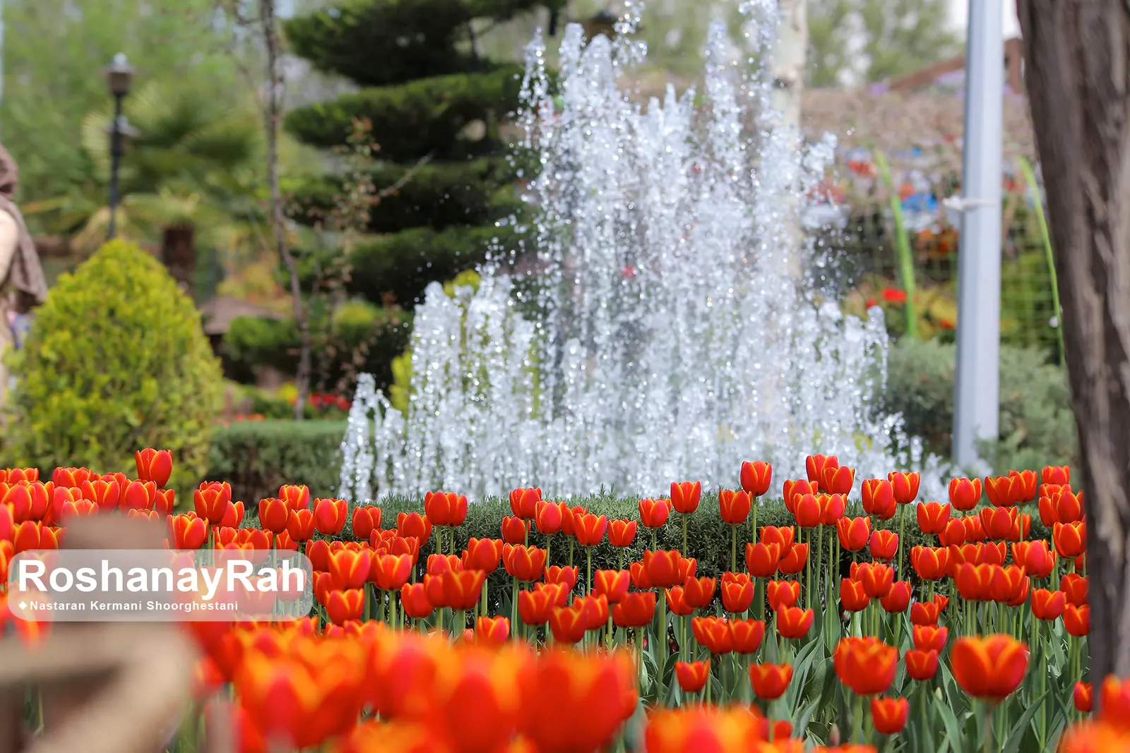 Garden Tulip (Tulipa Hybrids) — reaching 6-24 inches in height; which span a vivid spectrum from single, image 74