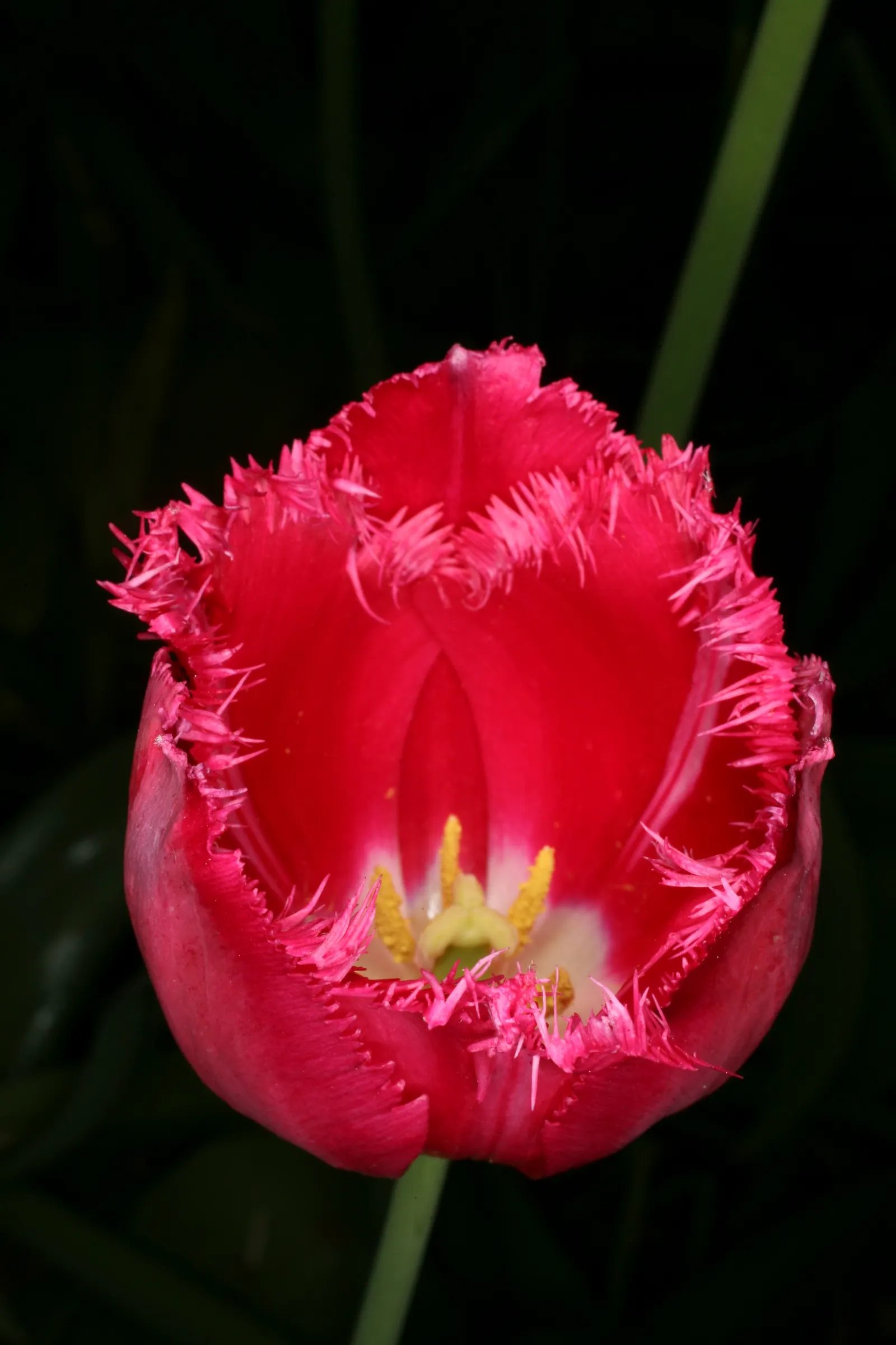 Garden Tulip (Tulipa Hybrids) — The blooms can measure up to 6 inches in diameter when fully open; dependent on the variety and growing conditions, image 85