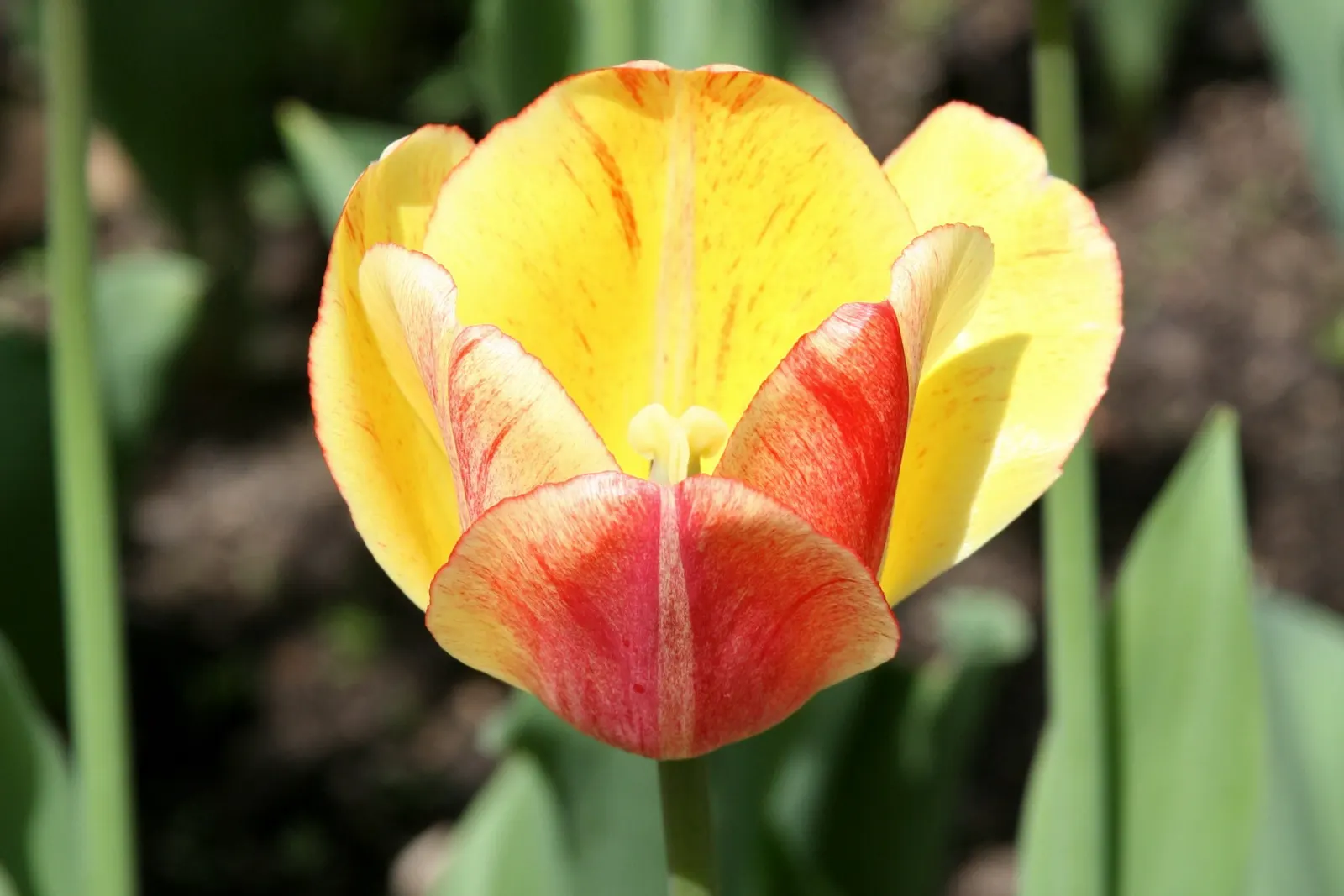 Garden Tulip (Tulipa Hybrids) — landscape designs should account for the post-bloom period; roughly 4 to 6 inches deep and 3 to 6 inches apart, image 140