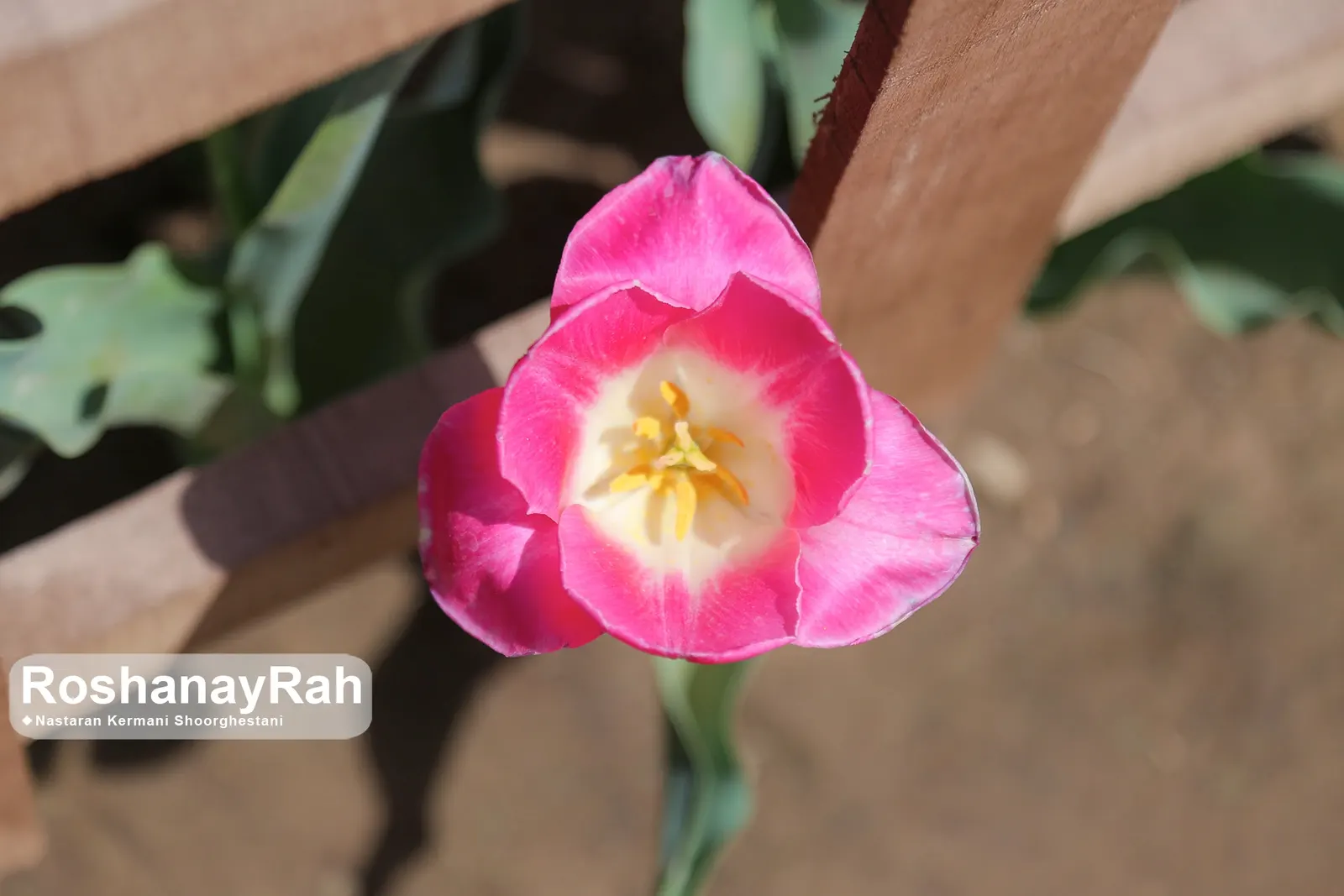 Garden Tulip (Tulipa Hybrids) — with their size varying according to the specific hybrid chosen; clear hues to multi-color blends and patterns