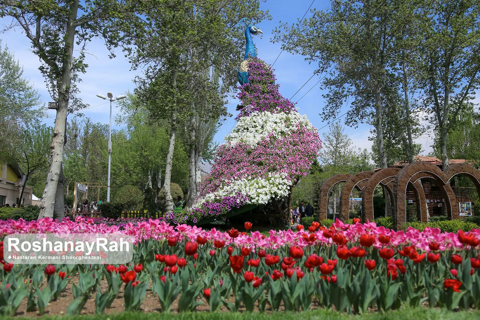 Garden Tulip (Tulipa Hybrids) — bulb with multi-colored and pink blooms