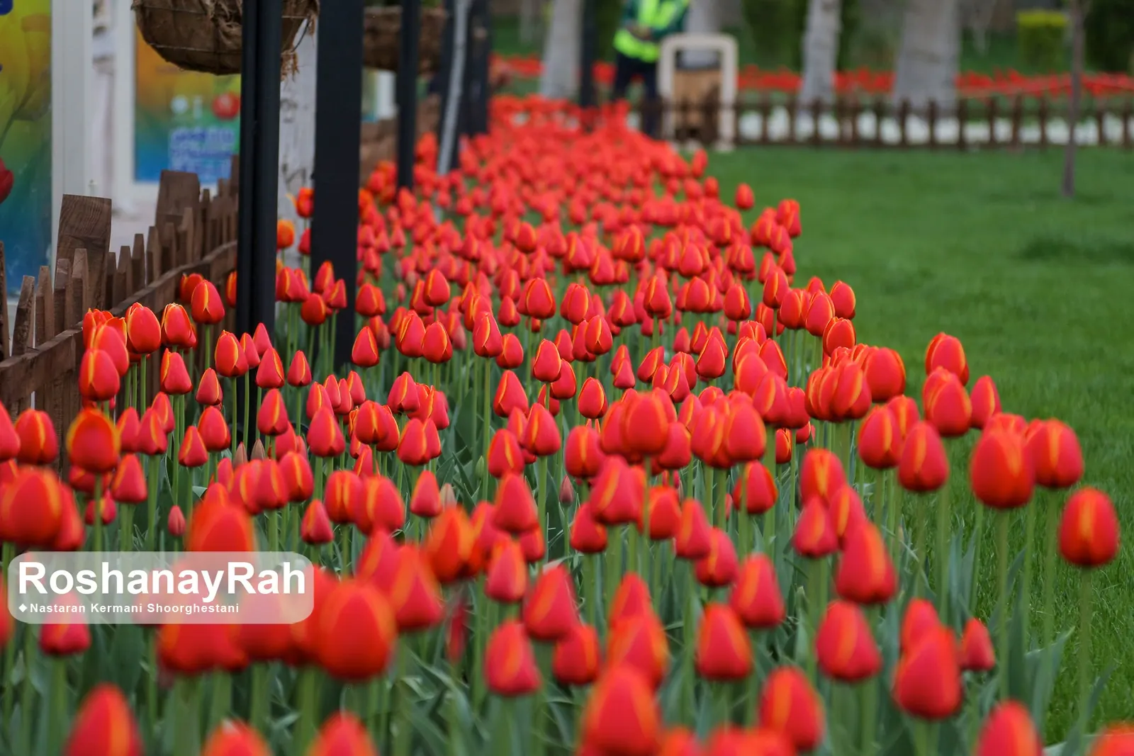 Garden Tulip (Tulipa Hybrids) — cup-shaped blooms atop sturdy stems