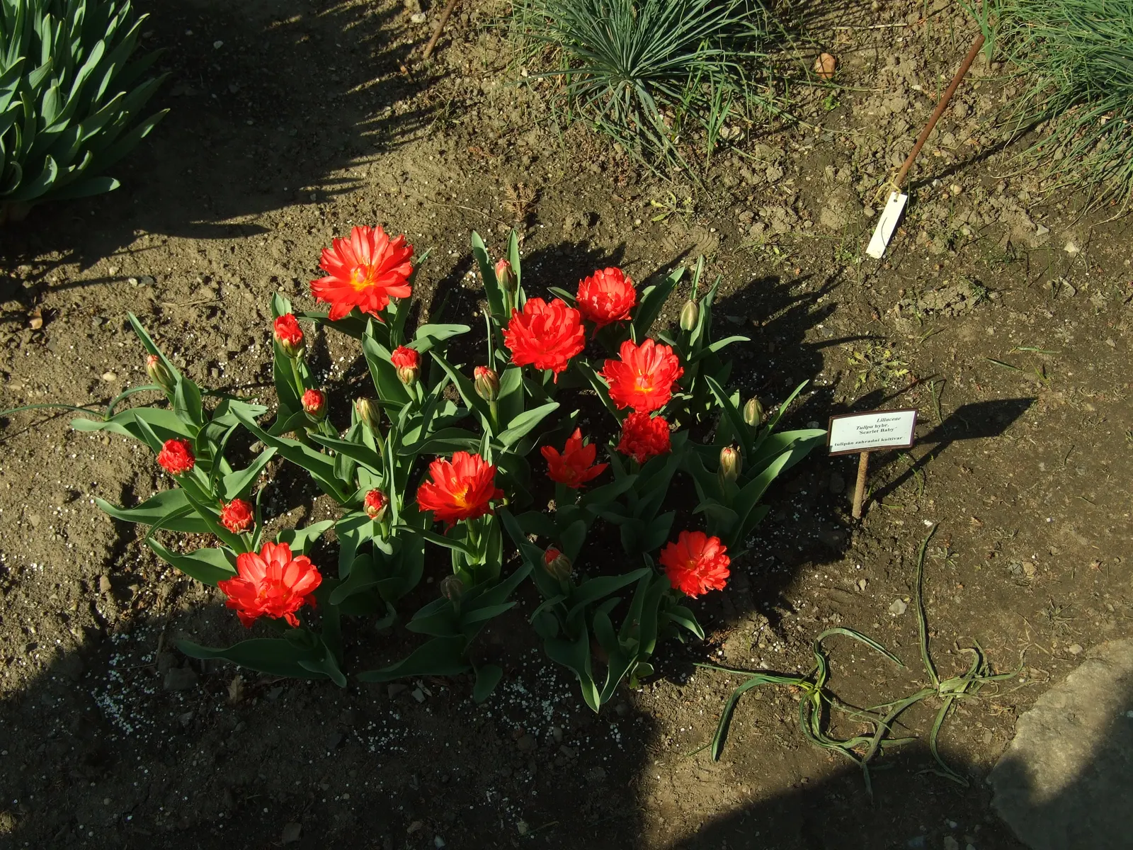 Garden Tulip (Tulipa Hybrids) — A treasure in any landscape design; multi-colored and pink flowers in the garden, image 79