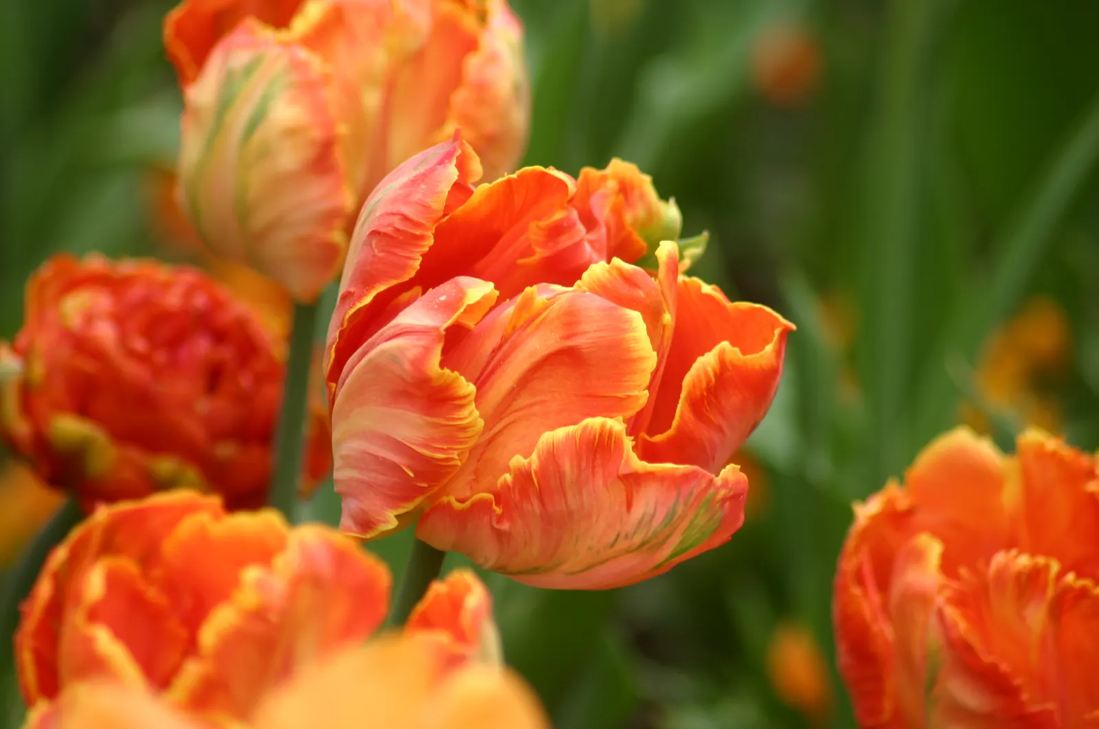 Garden Tulip (Tulipa Hybrids) — landscape designs should account for the post-bloom period; roughly 4 to 6 inches deep and 3 to 6 inches apart