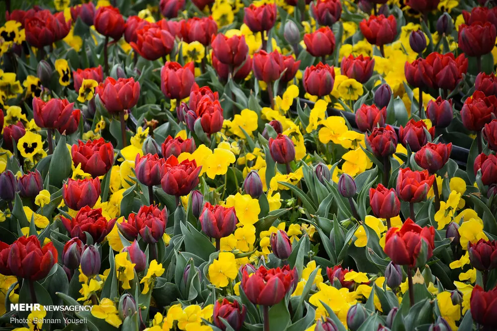 Garden Tulip (Tulipa Hybrids) — roughly 4 to 6 inches deep and 3 to 6 inches apart; landscape designs should account for the post-bloom period