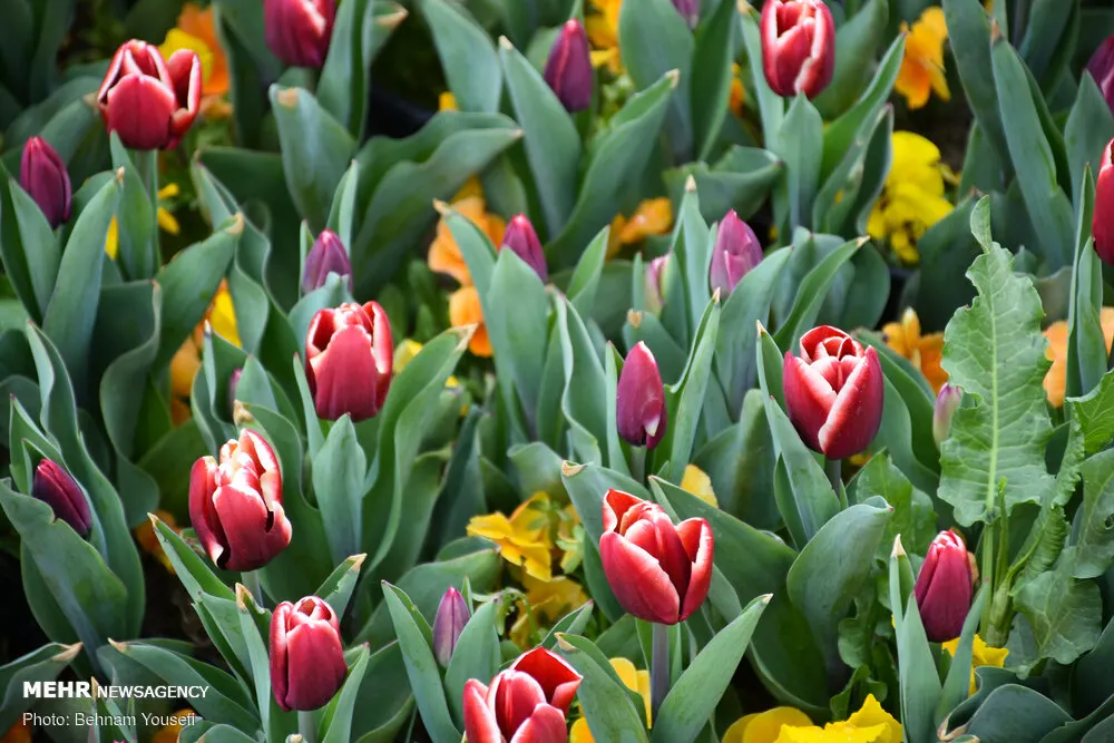 Garden Tulip (Tulipa Hybrids) — they add a burst of color and can be coordinated for thematic designs; blooming typically occurs from early to late spring