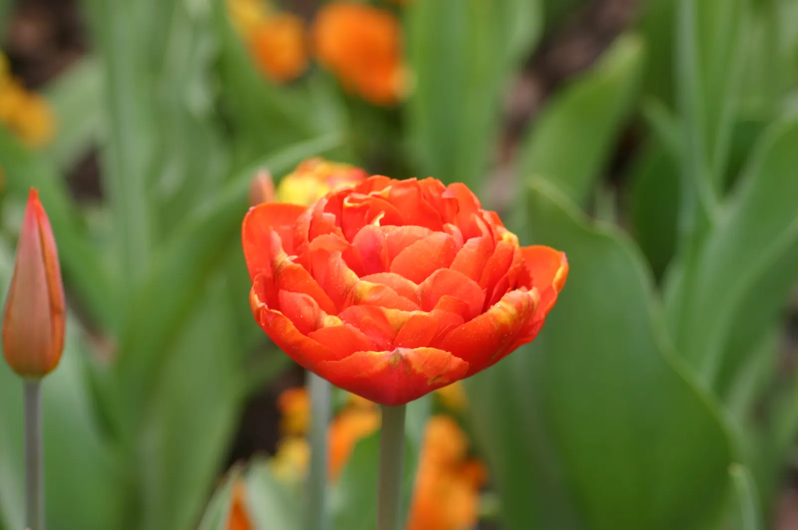 Garden Tulip (Tulipa Hybrids) — cup-shaped blooms atop sturdy stems; plant in autumn for a vibrant spring display, image 97
