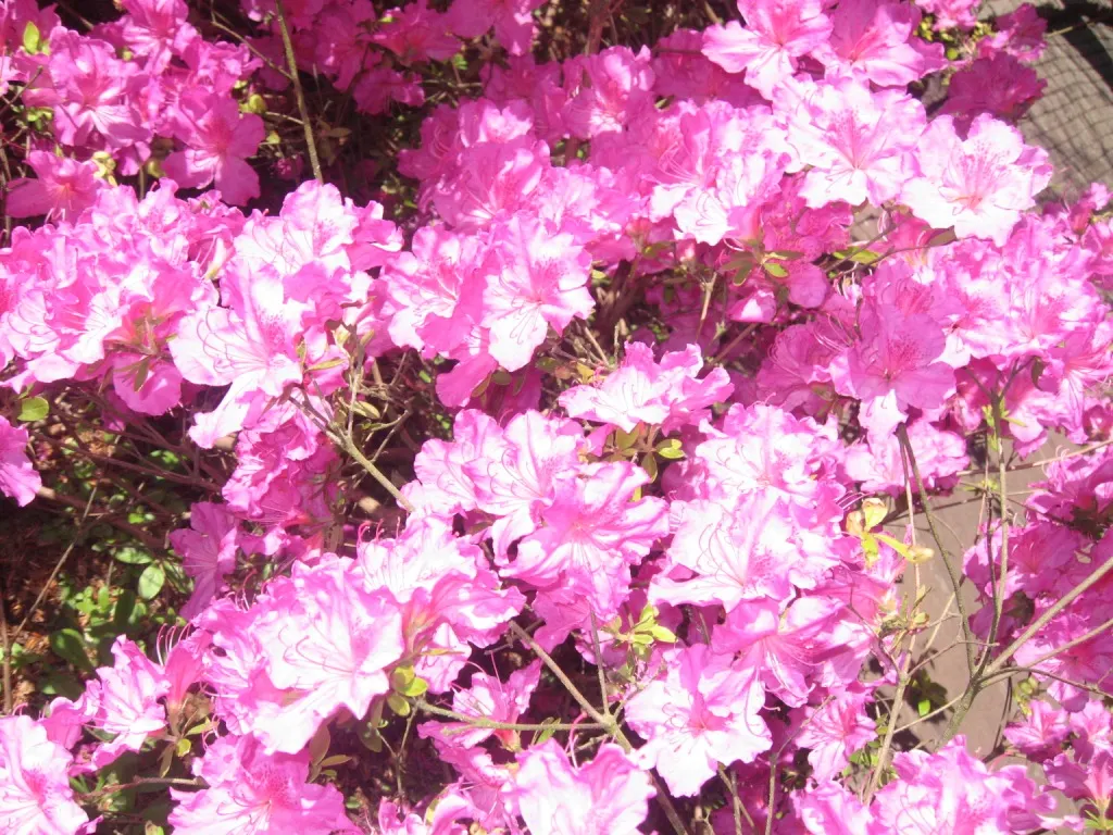 Garden Tulip (Tulipa Hybrids) — roughly 4 to 6 inches deep and 3 to 6 inches apart; landscape designs should account for the post-bloom period, image 65