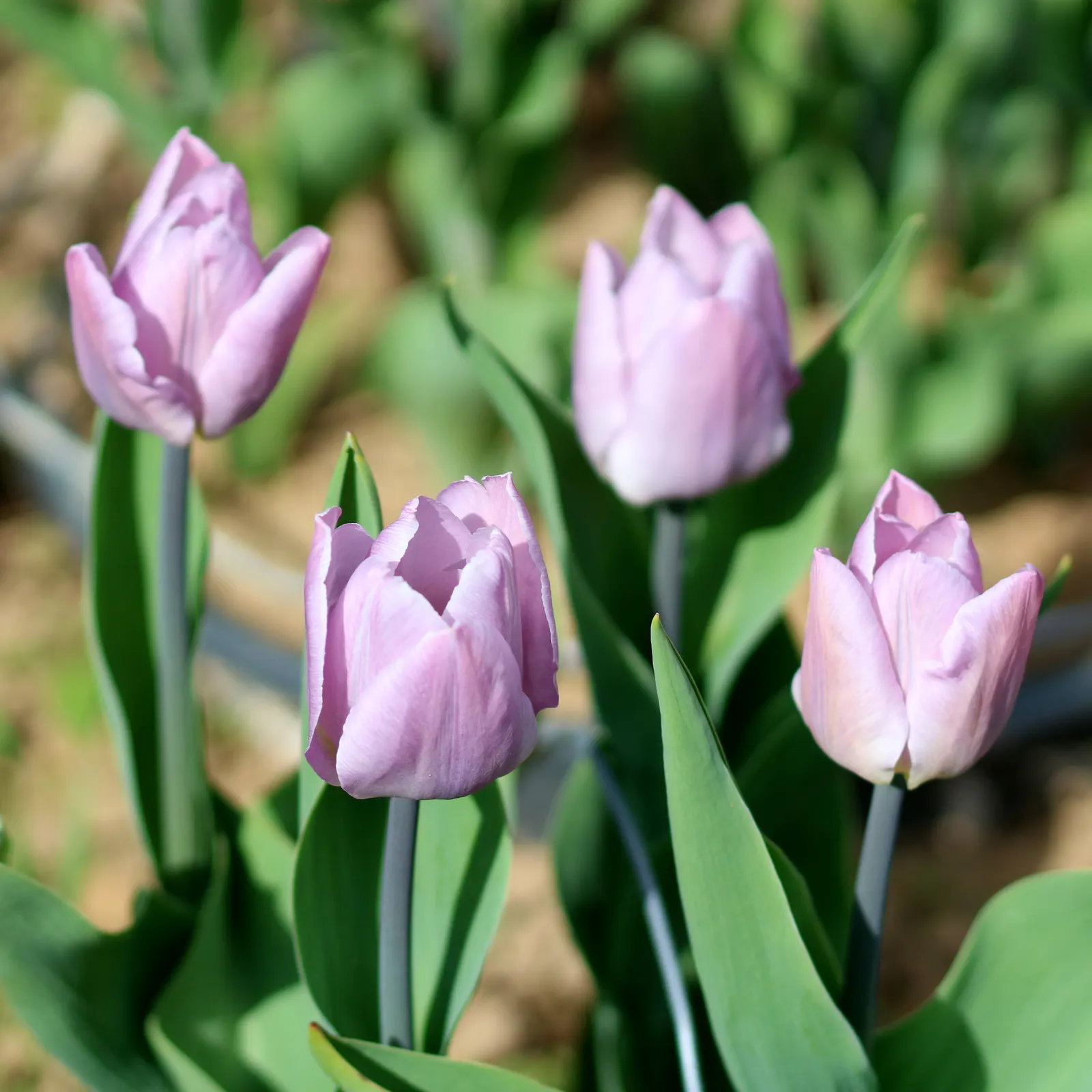 Garden Tulip (Tulipa Hybrids) — The blooms can measure up to 6 inches in diameter when fully open