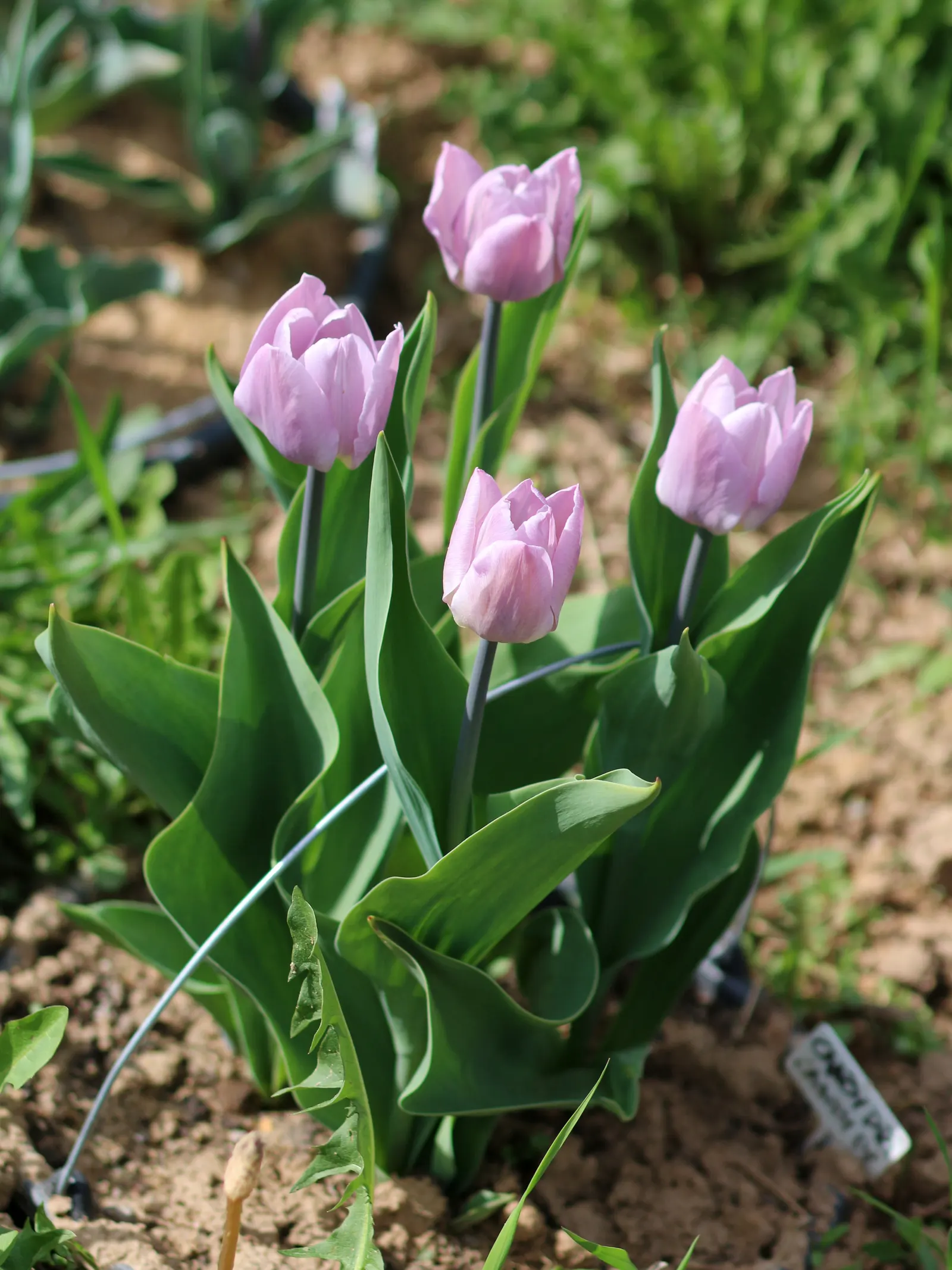 Garden Tulip (Tulipa Hybrids) — bulb for full; incorporating complementary plants that can sustain visual interest as tulip foliage retreats