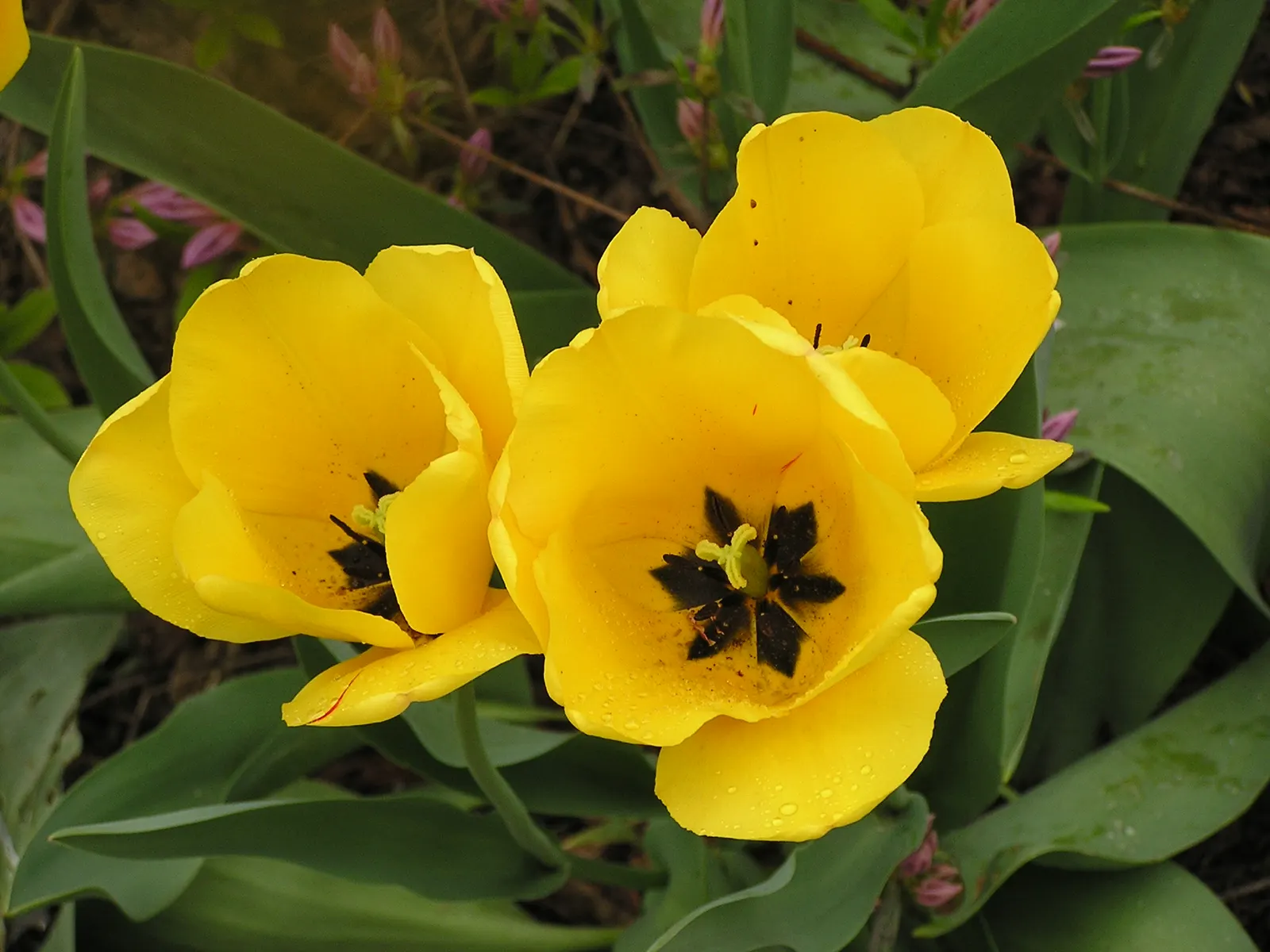 Garden Tulip (Tulipa Hybrids) — multi-colored and pink flowers in the garden; a treasure in any landscape design, image 118