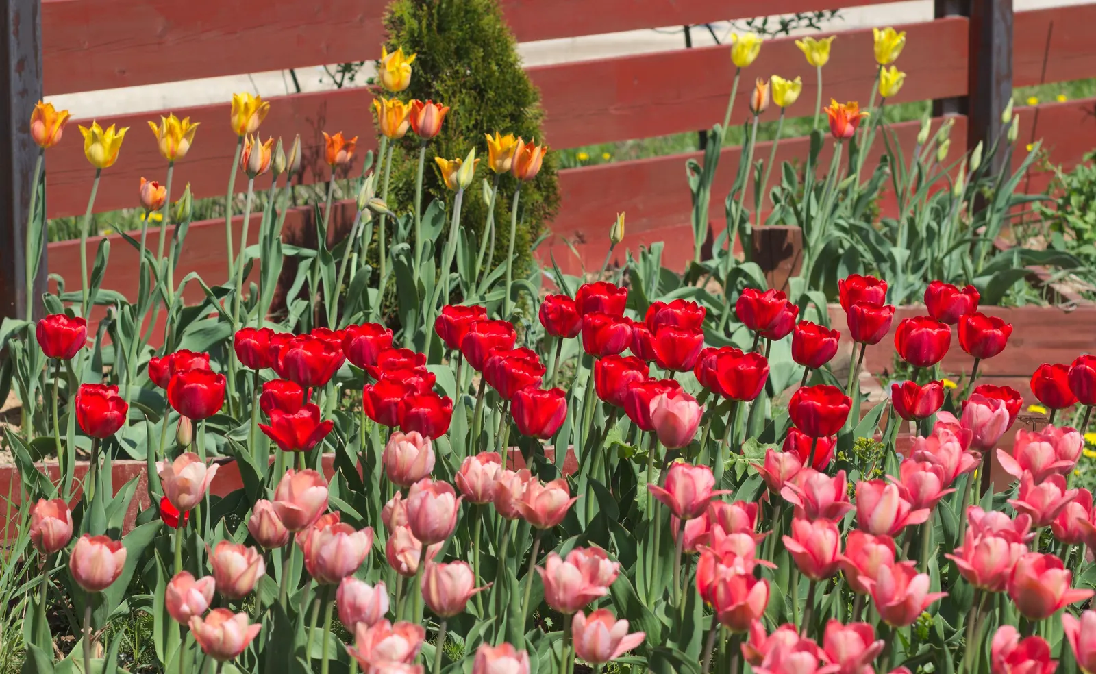 Garden Tulip (Tulipa Hybrids) — reaching 6-24 inches in height; which span a vivid spectrum from single, image 98