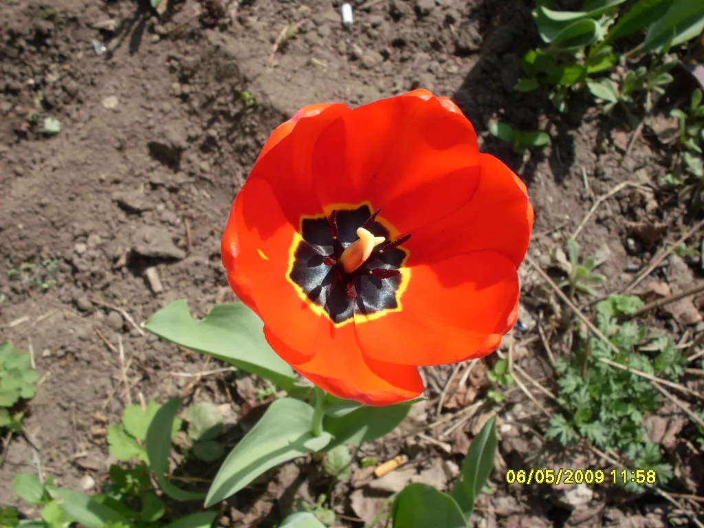Garden Tulip (Tulipa Hybrids) — bulb for full; incorporating complementary plants that can sustain visual interest as tulip foliage retreats, image 72