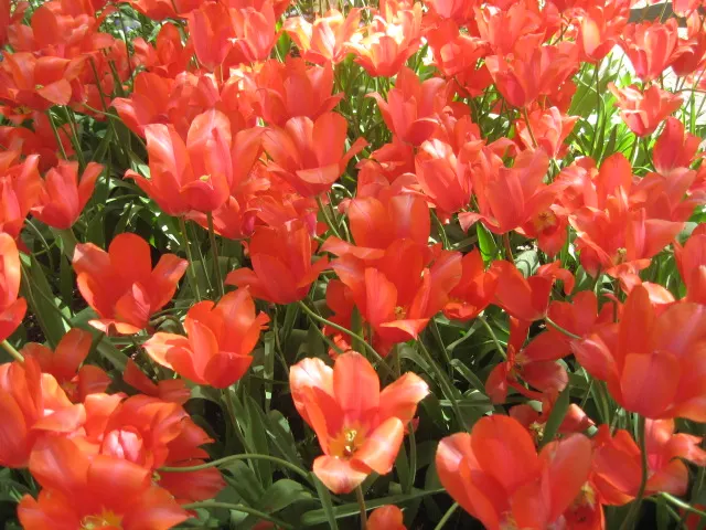 Garden Tulip (Tulipa Hybrids) — garden tulips typically reach a height of 10 to 28 inches; hardiness zones vary per variety, typically 3-8, image 56
